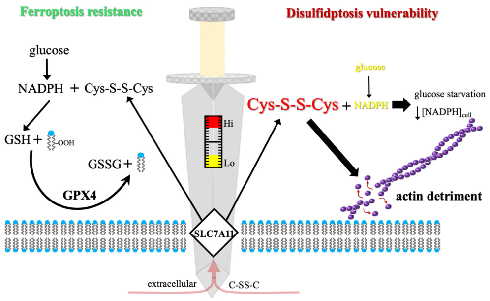 Biomolecules 16 00671 g001 Biomolecules 16 00671 g001