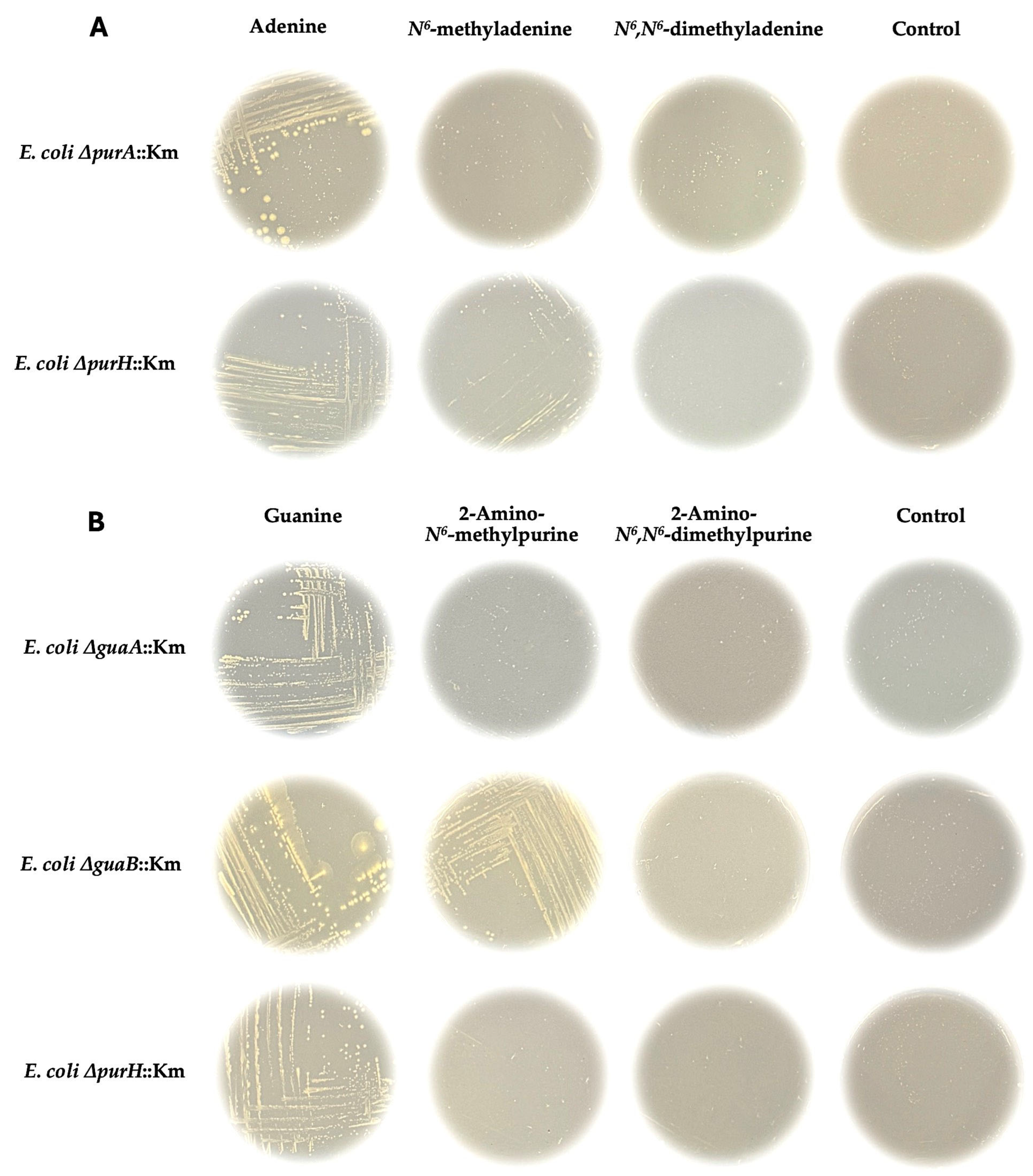 Biomolecules 16 00758 g001 Biomolecules 16 00758 g001