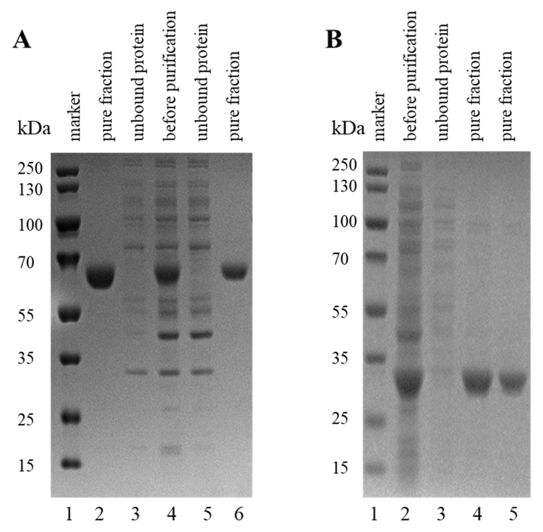 Biomolecules 16 00758 g004 Biomolecules 16 00758 g004