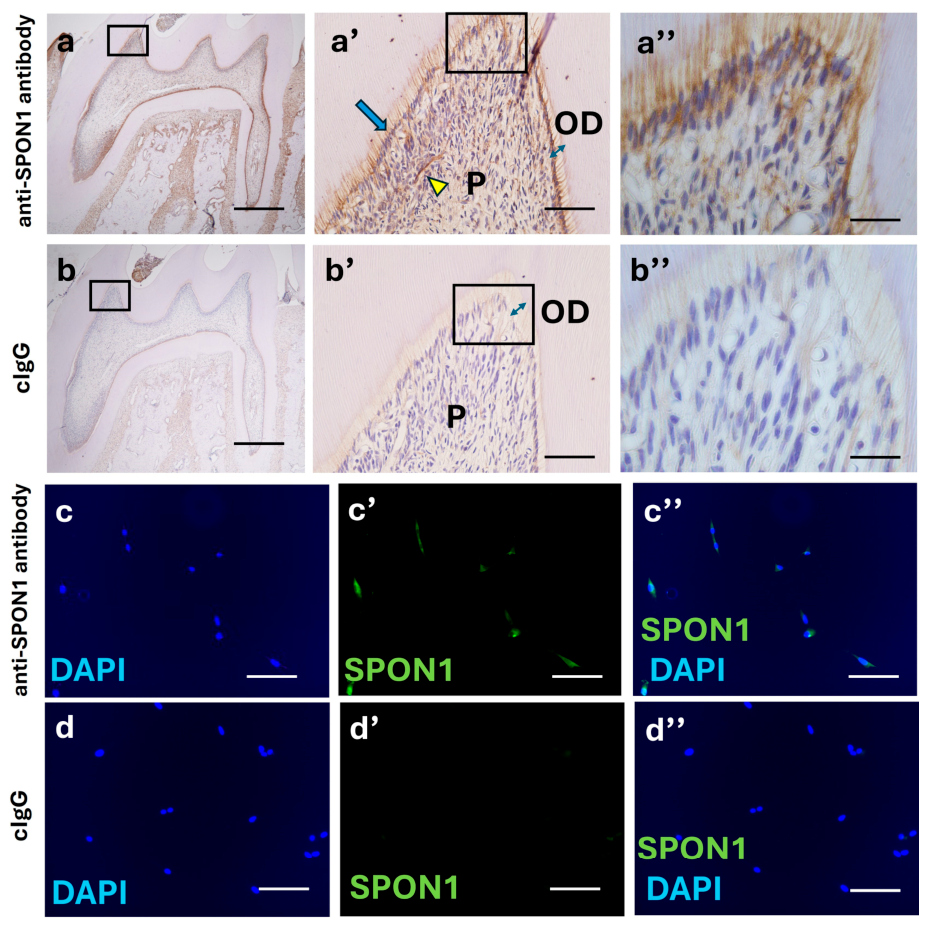 Biomolecules 16 00769 g001 Biomolecules 16 00769 g001