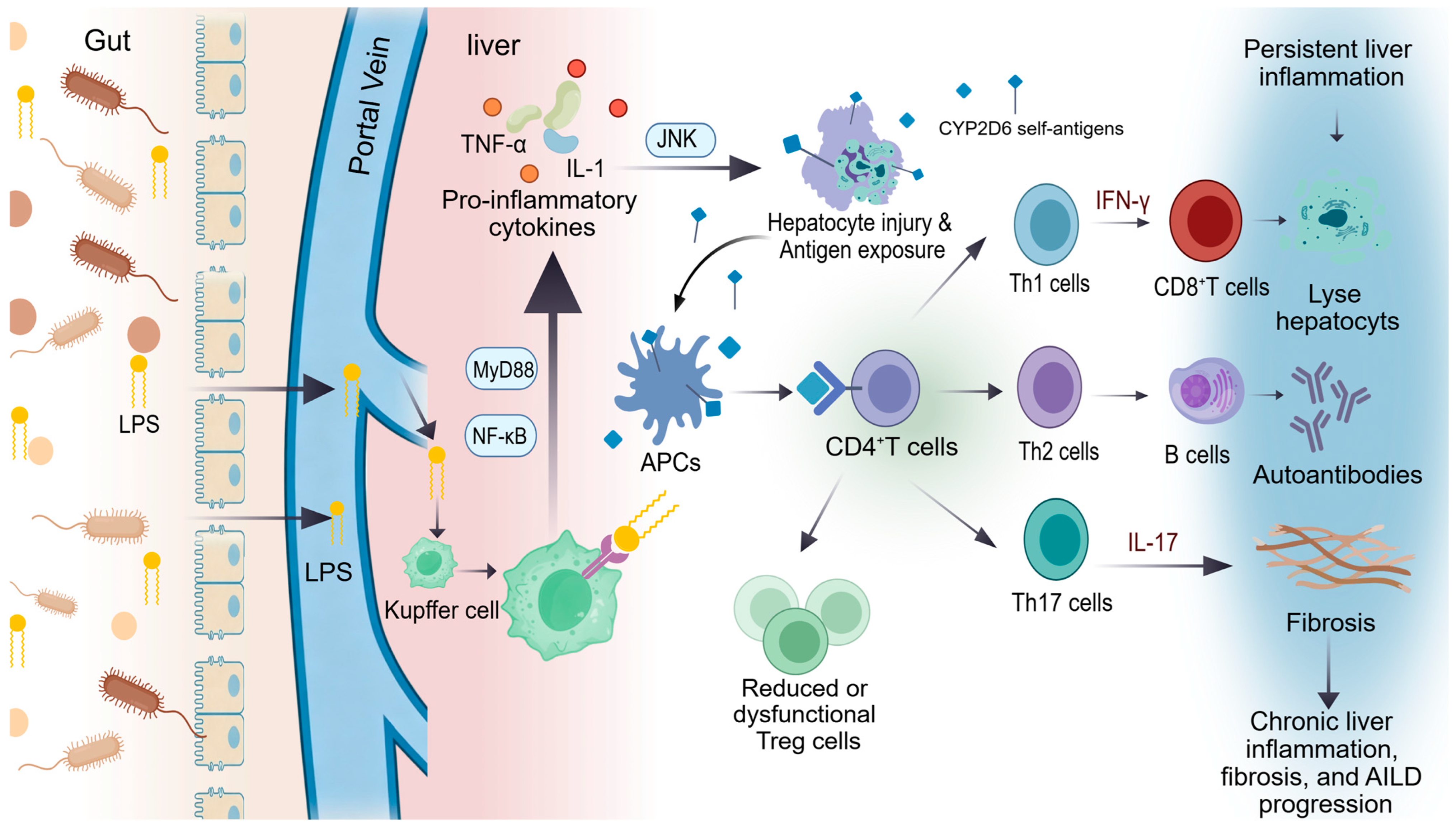 Natural Alkaloids Against Liver Injury: Mechanistic Insights and