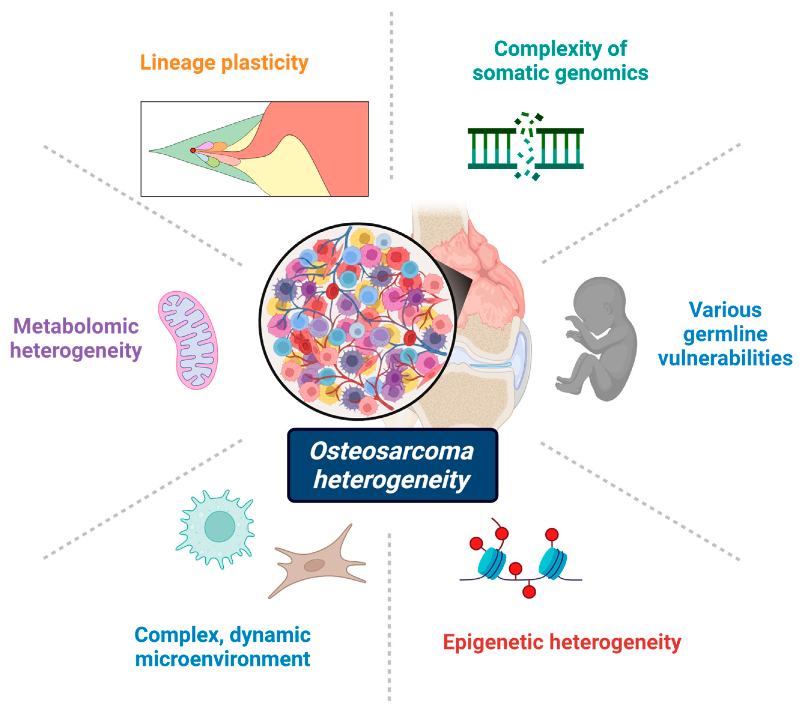 Understanding and Overcoming Osteosarcoma Heterogeneity