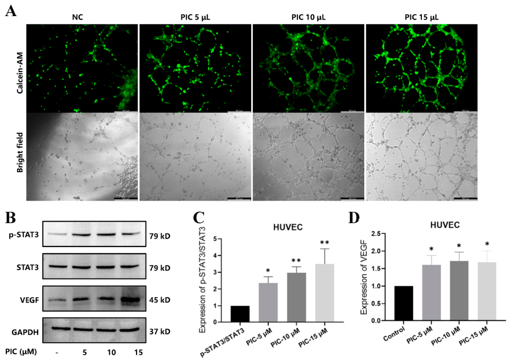 Biomolecules 16 00926 g006 Biomolecules 16 00926 g006
