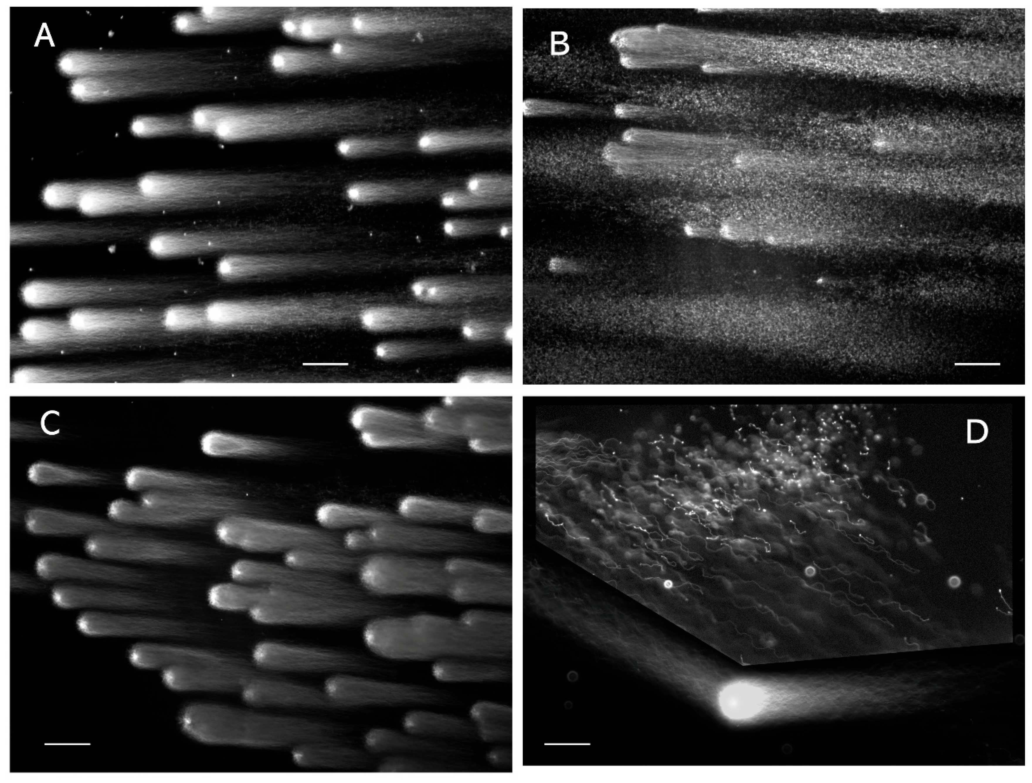 Biomolecules 16 00928 g001 Biomolecules 16 00928 g001
