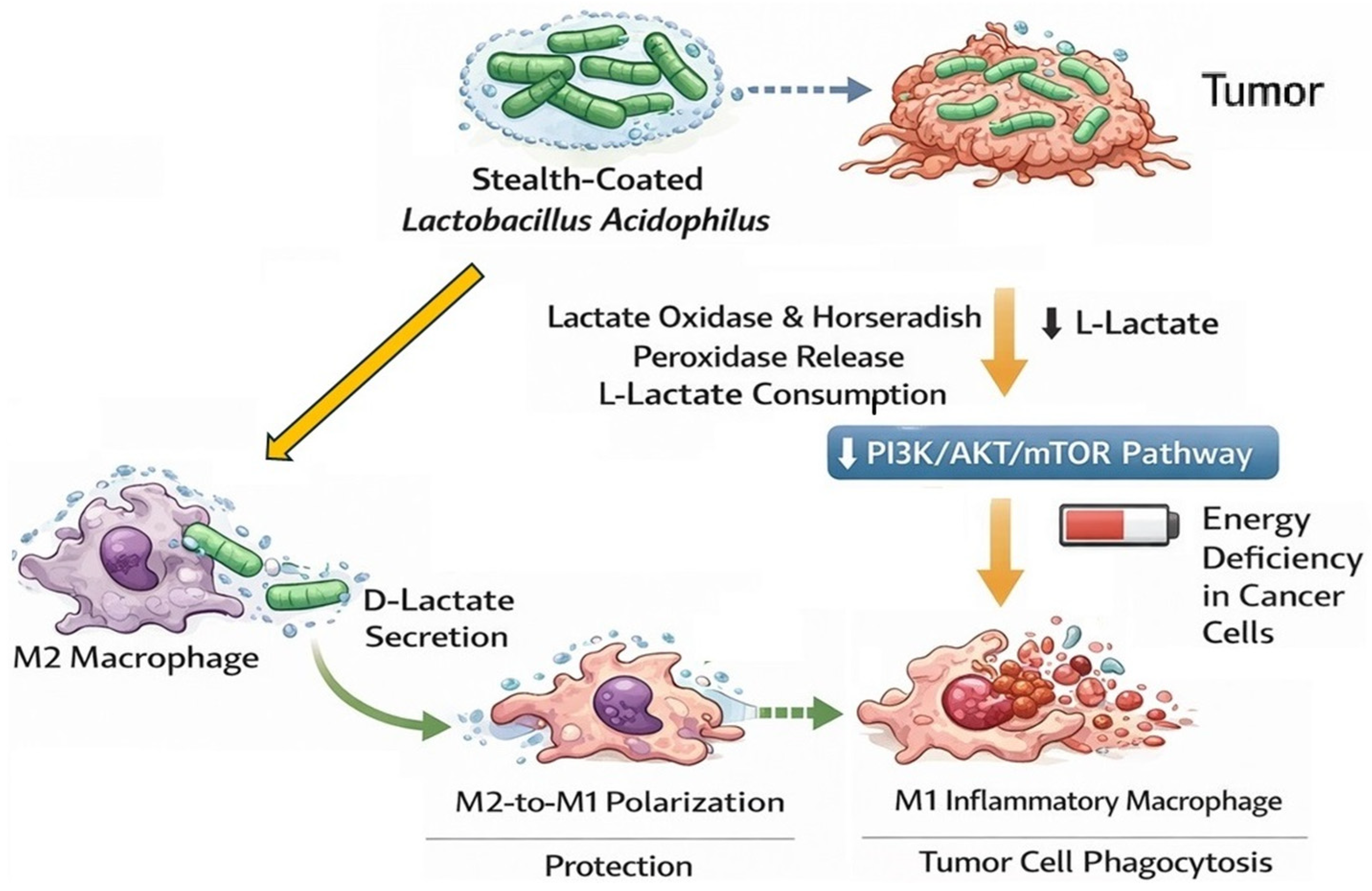 Biomolecules 16 00930 g006 Biomolecules 16 00930 g006