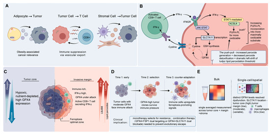 GPX4 in the Tumor Microenvironment: Not Just Inhibiting