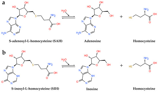 S-Adenosyl-L-Homocysteine Hydrolase (SAHH): Structure, Function