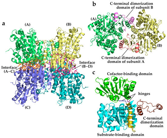 S-Adenosyl-L-Homocysteine Hydrolase (SAHH): Structure, Function