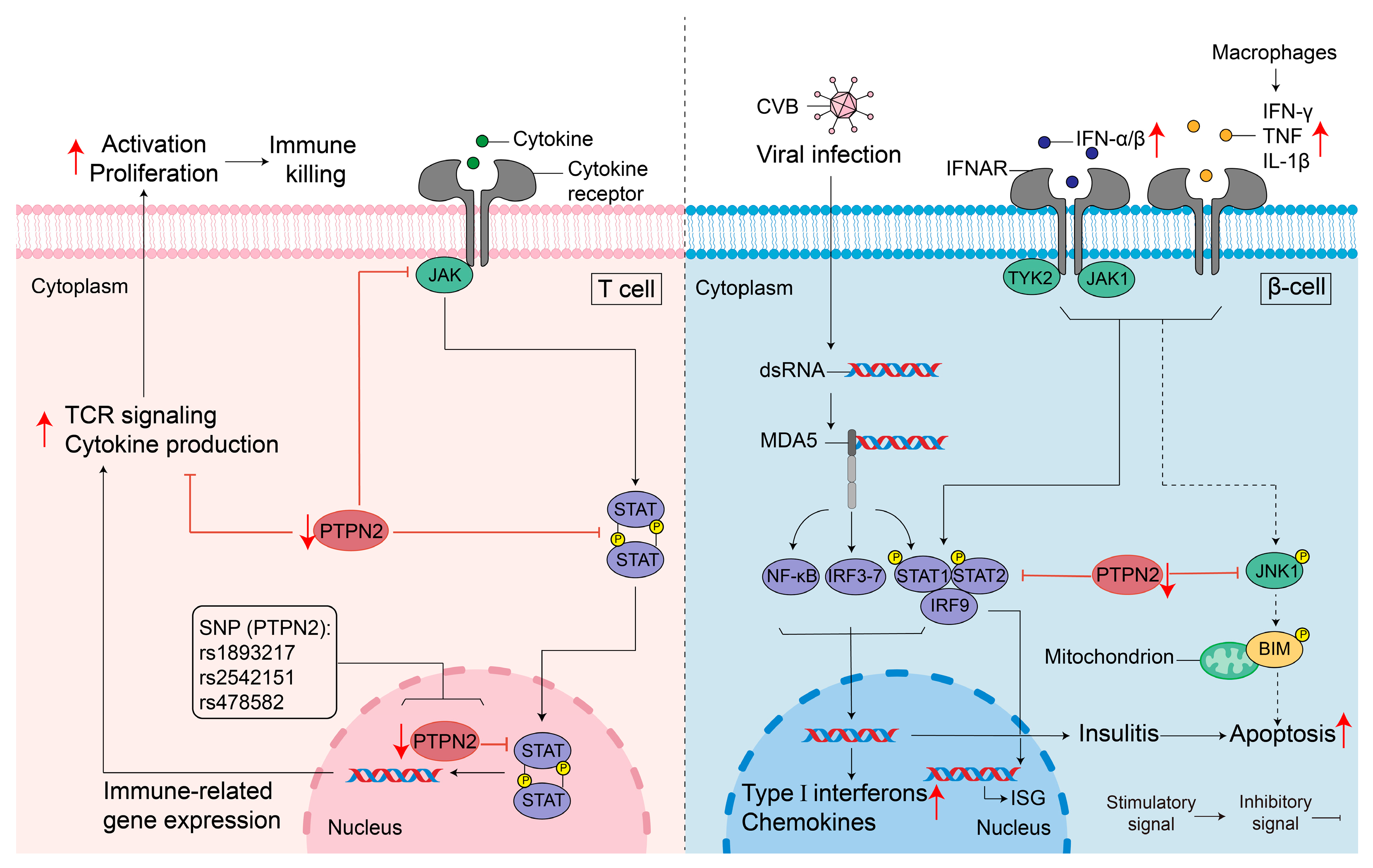 Biomolecules 16 01016 g003 Biomolecules 16 01016 g003