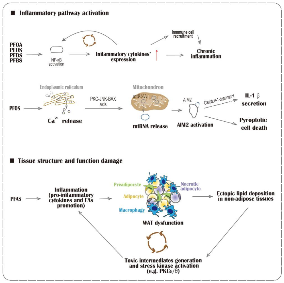 Biomolecules 16 01056 g003 Biomolecules 16 01056 g003