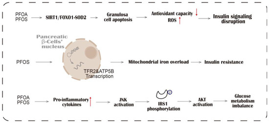 PFAS Exposure and Metabolic Disorders: Mechanistic Insights into