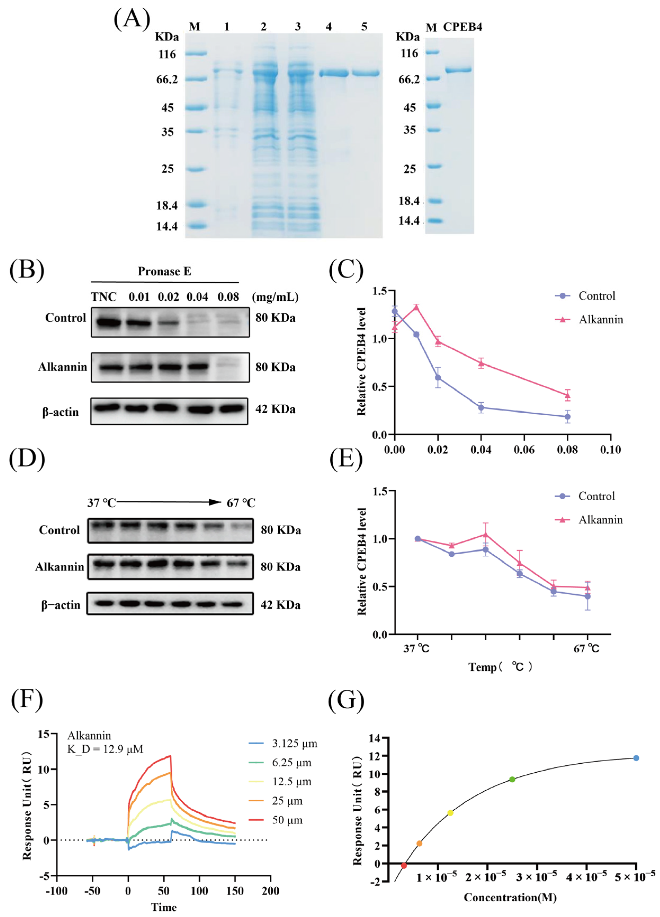 Biomolecules 16 01064 g004 Biomolecules 16 01064 g004