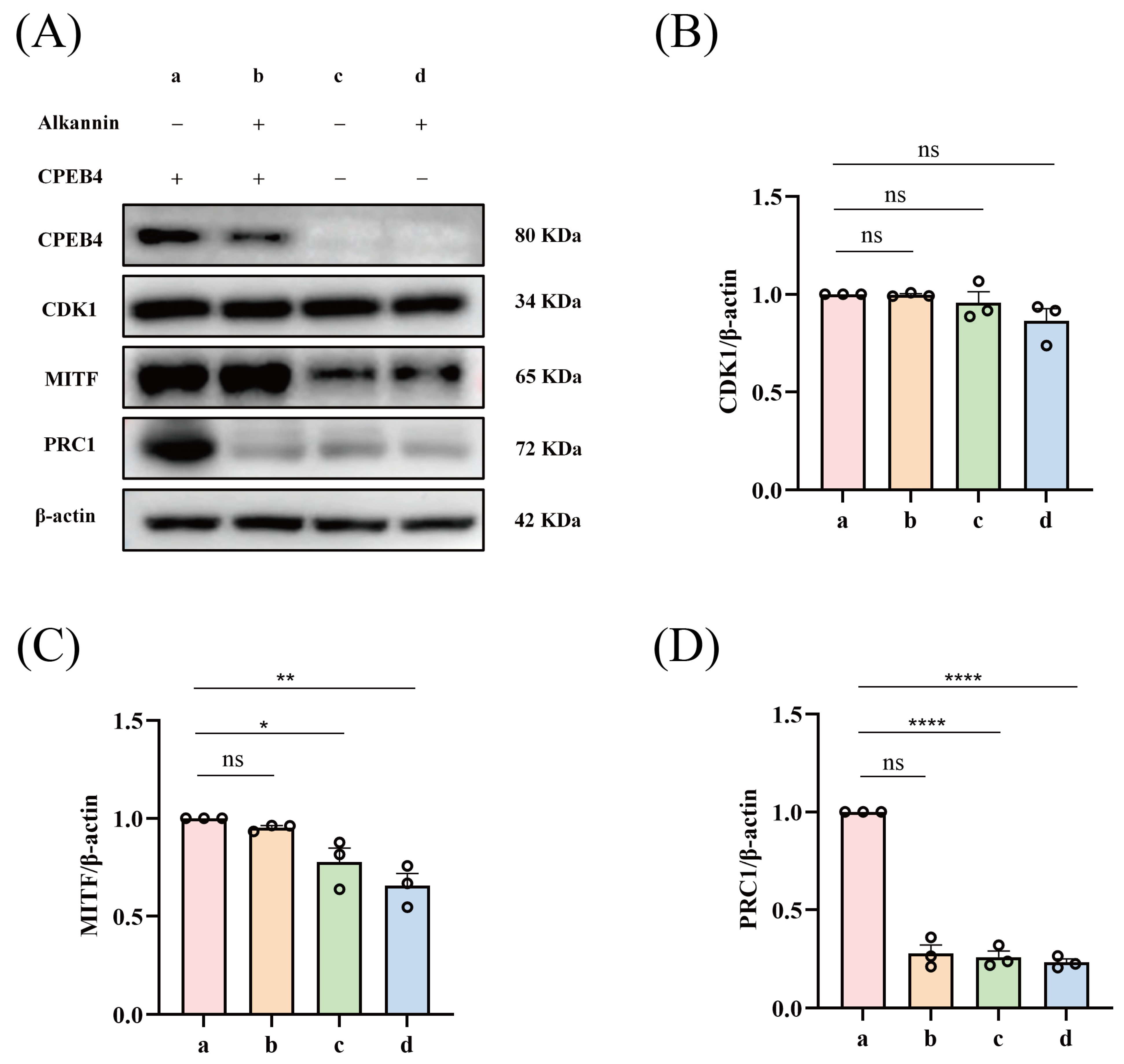 Biomolecules 16 01064 g007 Biomolecules 16 01064 g007