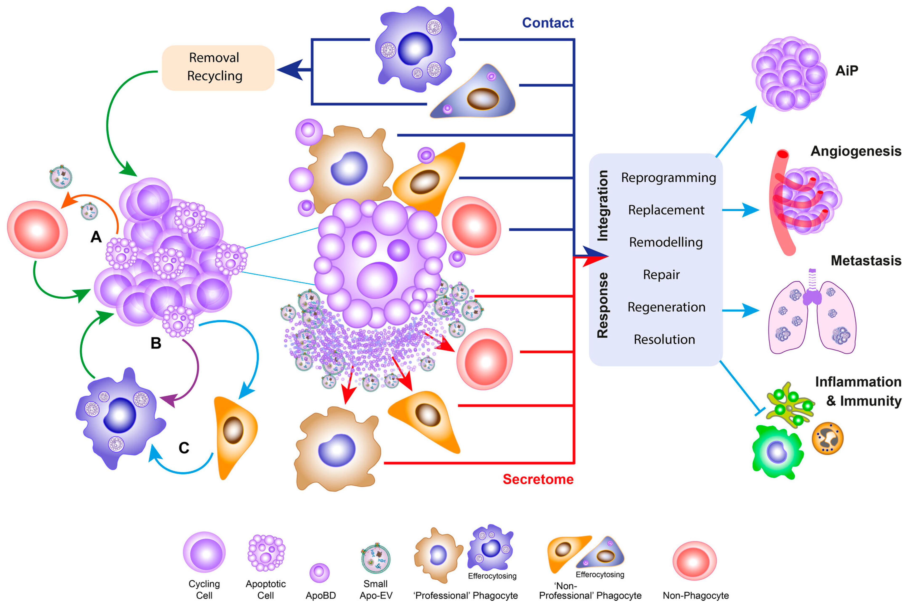 Biomolecules 16 01065 g004 Biomolecules 16 01065 g004