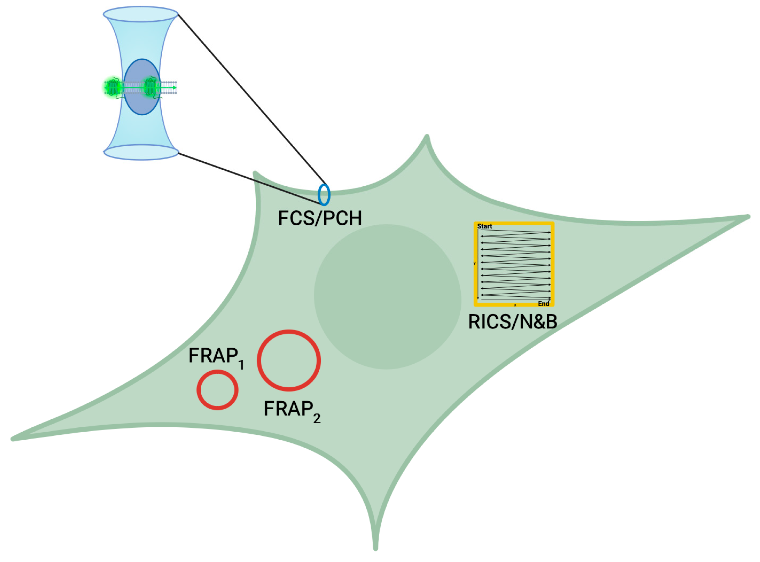Biomolecules 16 01107 g001 Biomolecules 16 01107 g001