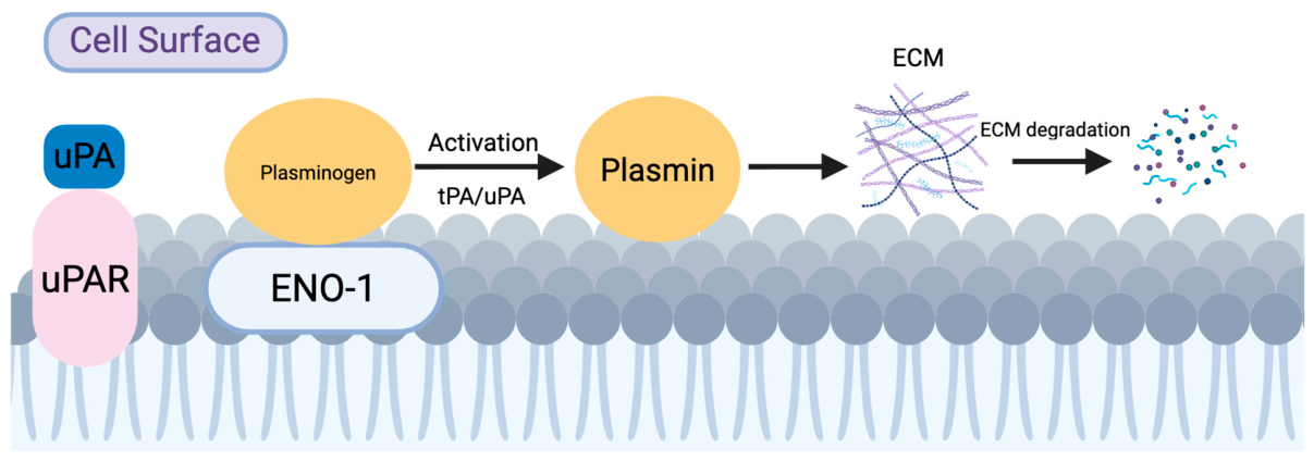 Biomolecules 16 01156 g003 Biomolecules 16 01156 g003