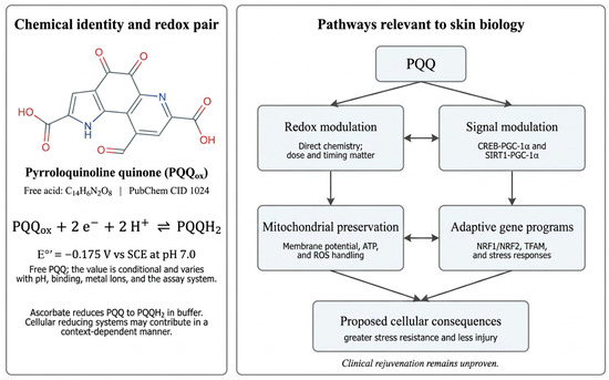 Pyrroloquinoline Quinone (PQQ) as a Mitochondrial Rejuvenation Strategy in Aesthetic Dermatology: Mechanisms, Therapeutic Potential, and Future Clinical Applications