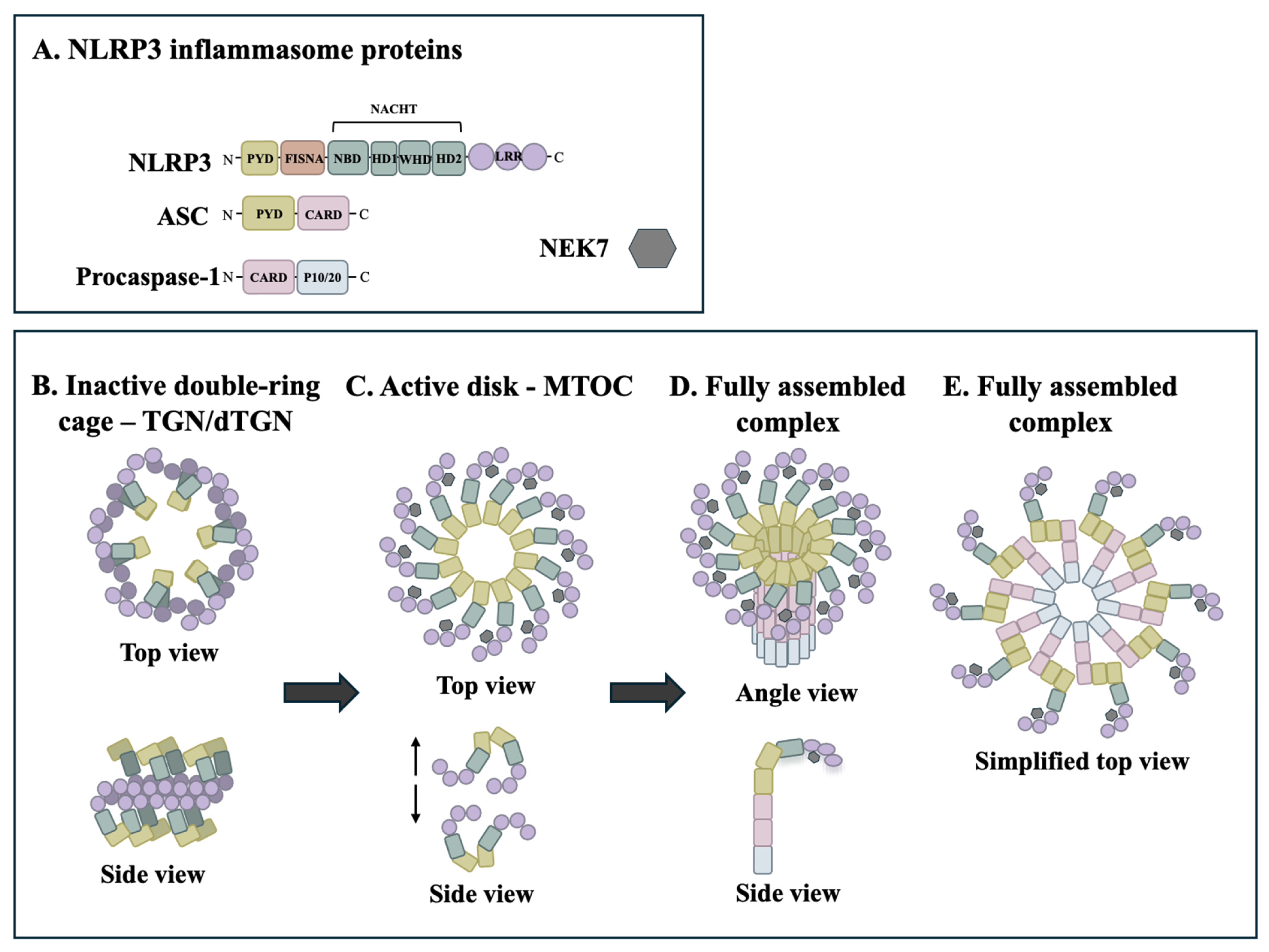 The Role of Skeletal Muscle Mitochondria in NLRP3 Inflammasome