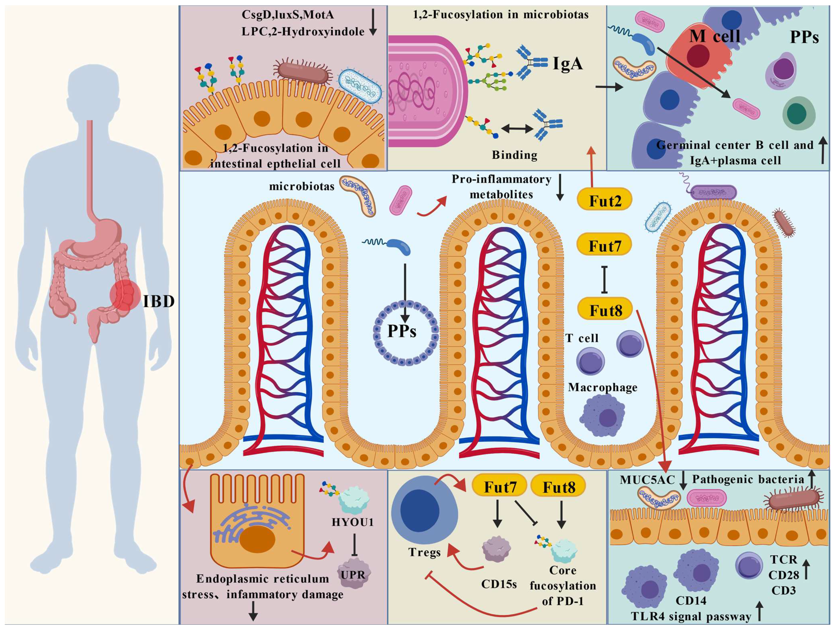 Intestinal Fucosylation: A Key Regulatory Hub in Homeostasis and