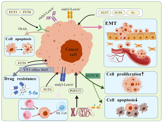 Intestinal Fucosylation: A Key Regulatory Hub in Homeostasis and