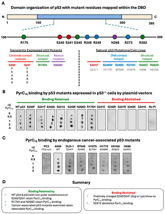 Determinants of C16-Ceramide Binding to p53