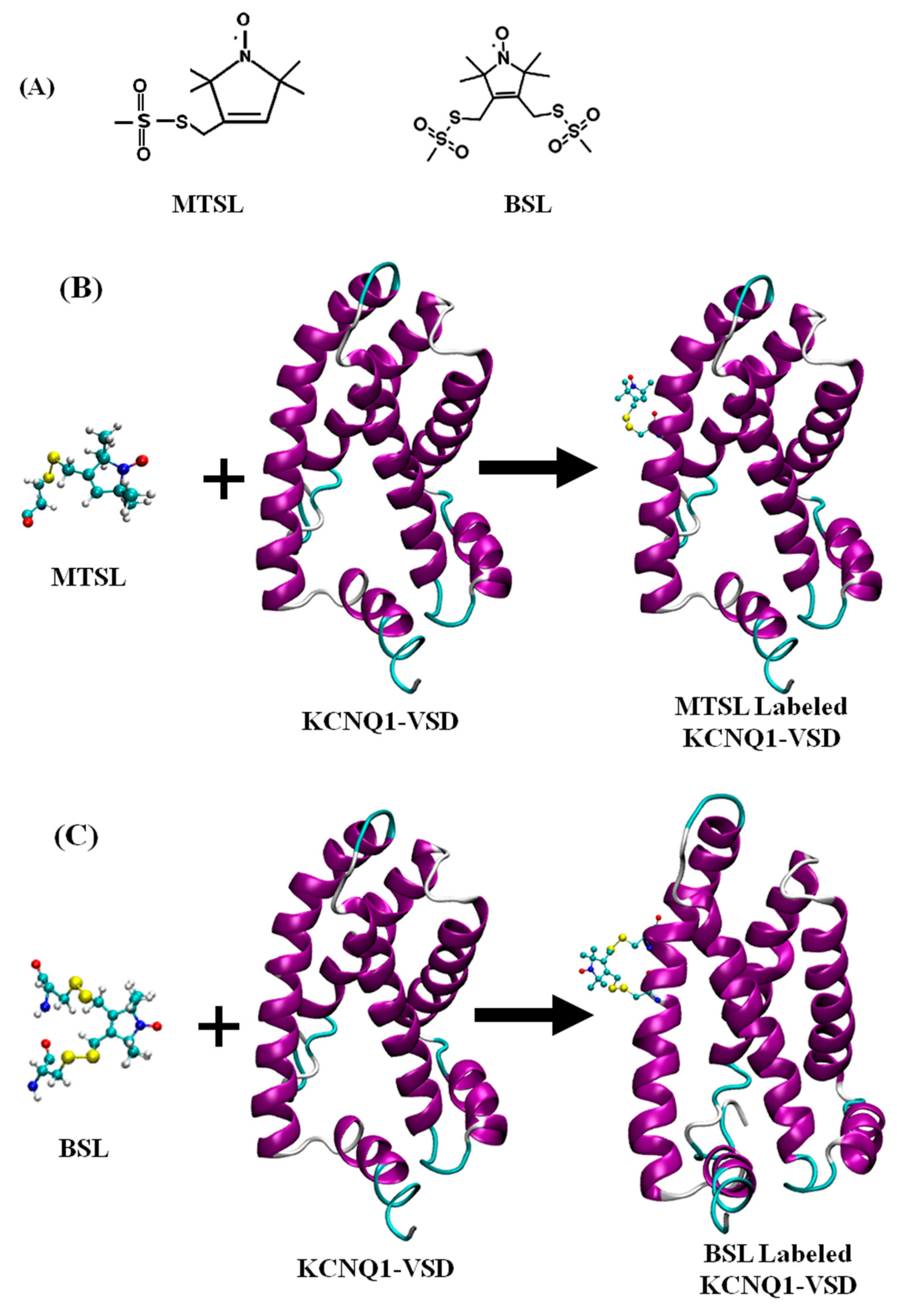 Biophysica 01 00009 g002 Biophysica 01 00009 g002
