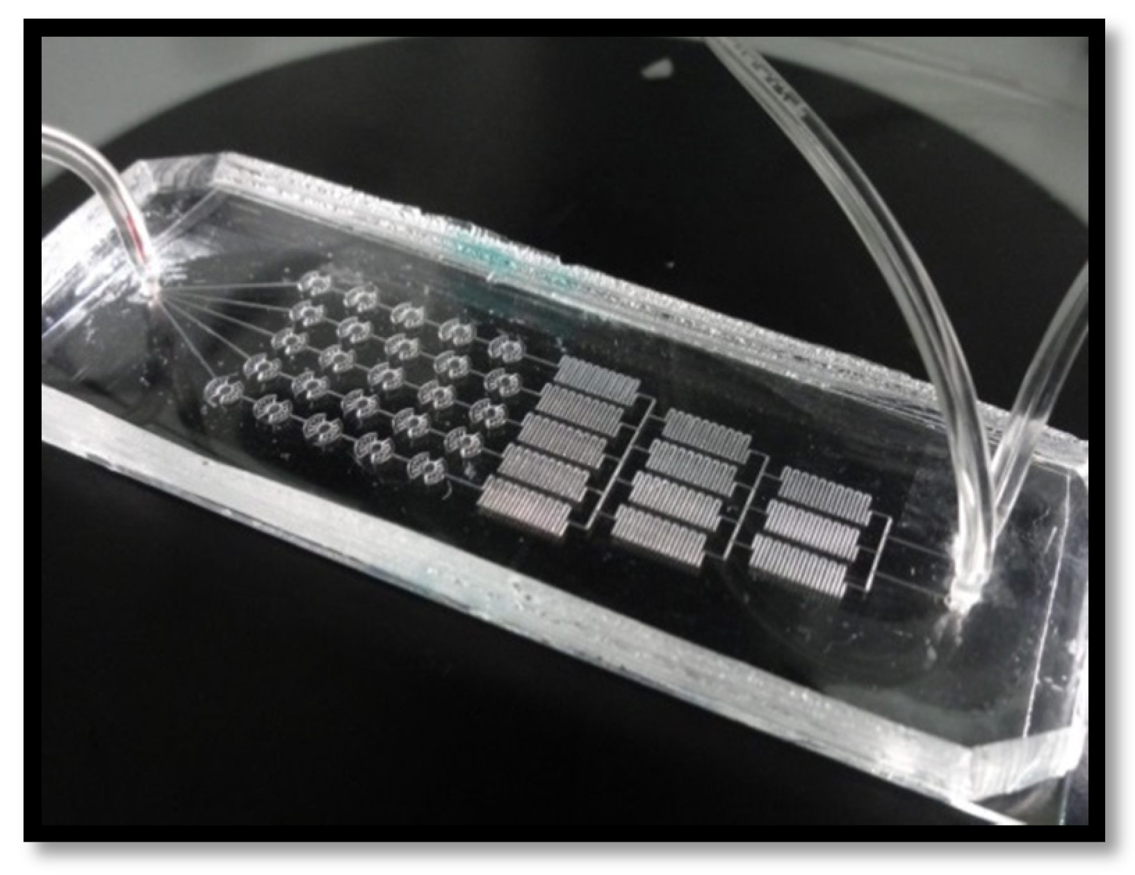 Biophysica 01 00010 g002