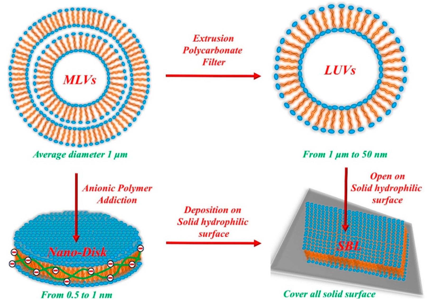 Biophysica 01 00011 g003