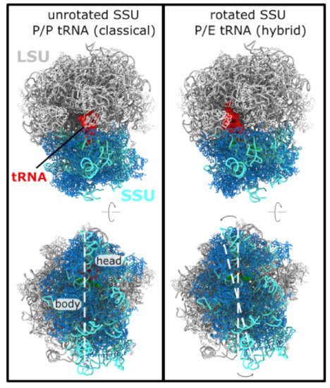 Biophysica Free Full Text The Dynamics Of Subunit Rotation In A Eukaryotic Ribosome Html