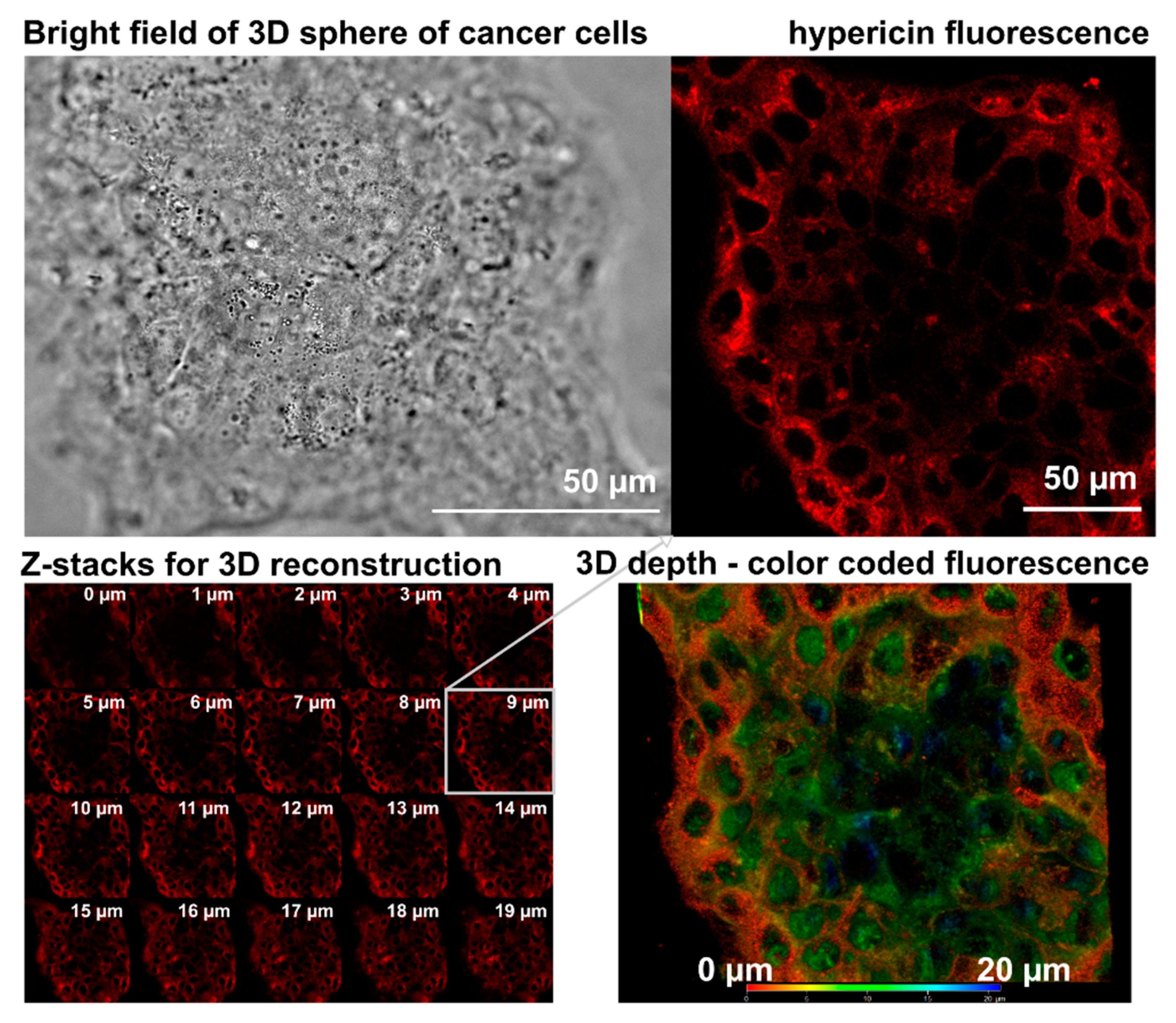 Biophysica 01 00017 g004 Biophysica 01 00017 g004