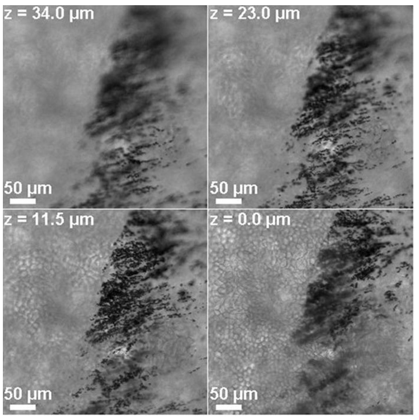Biophysica 01 00019 g013