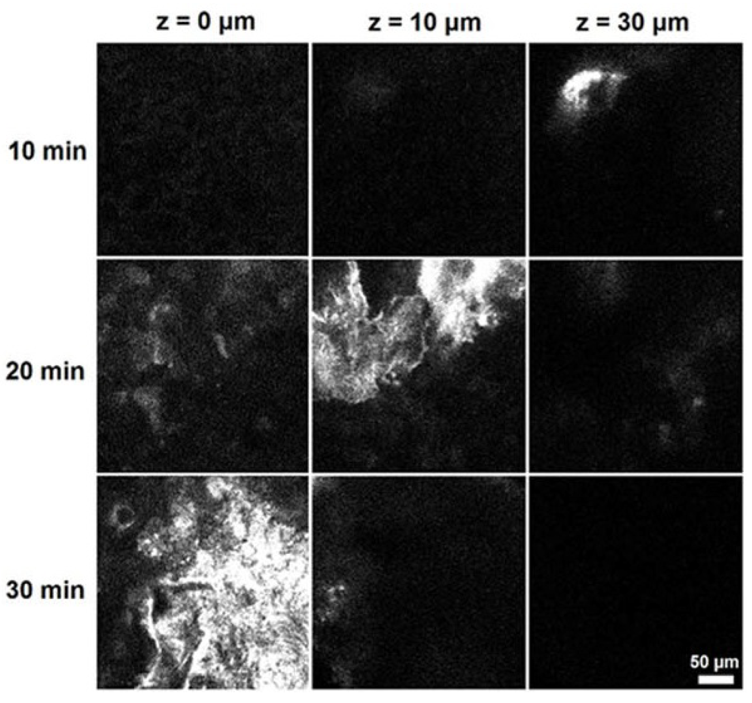 Biophysica 01 00019 g014
