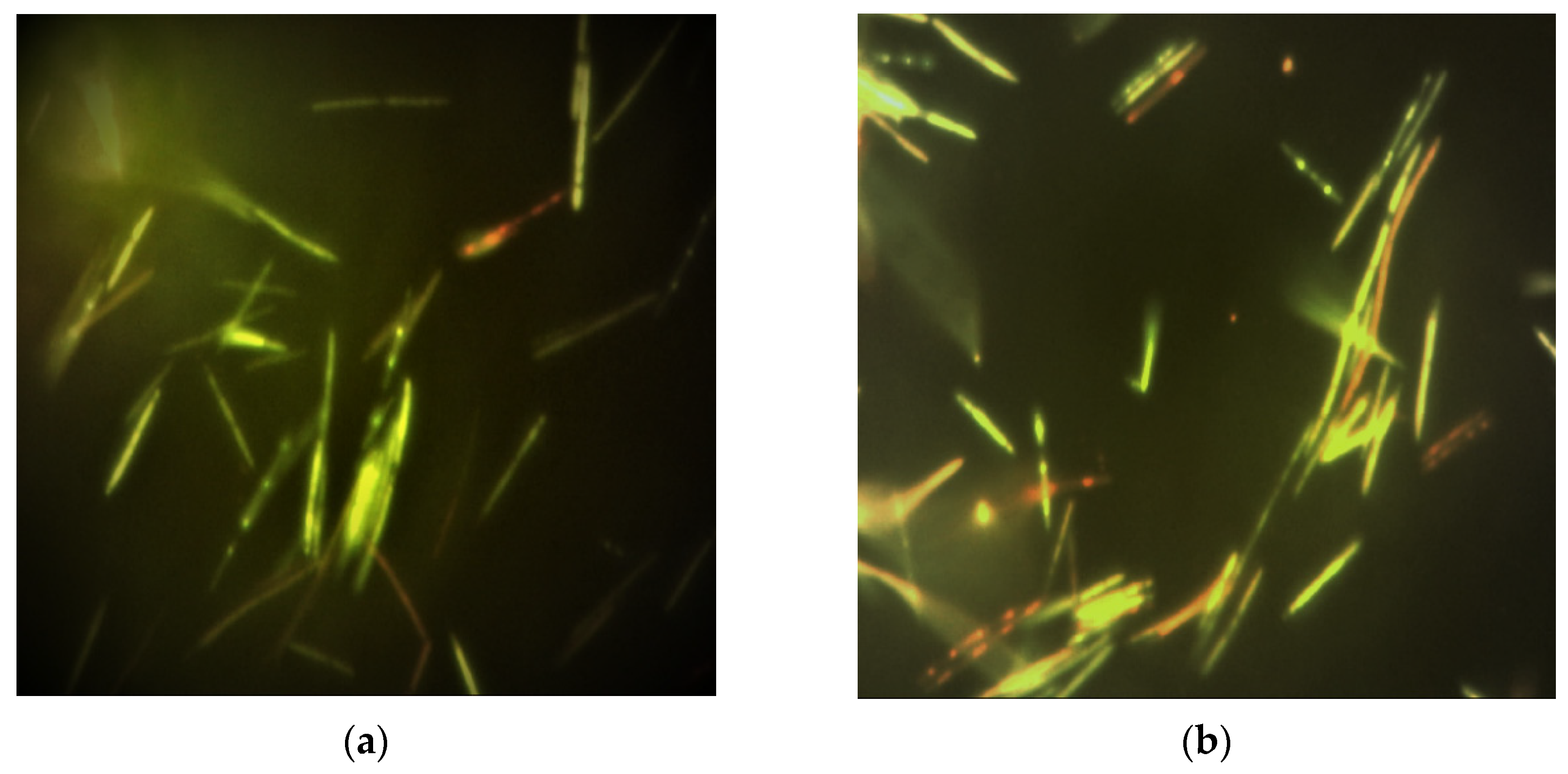 Biophysica 01 00029 g005a Biophysica 01 00029 g005a