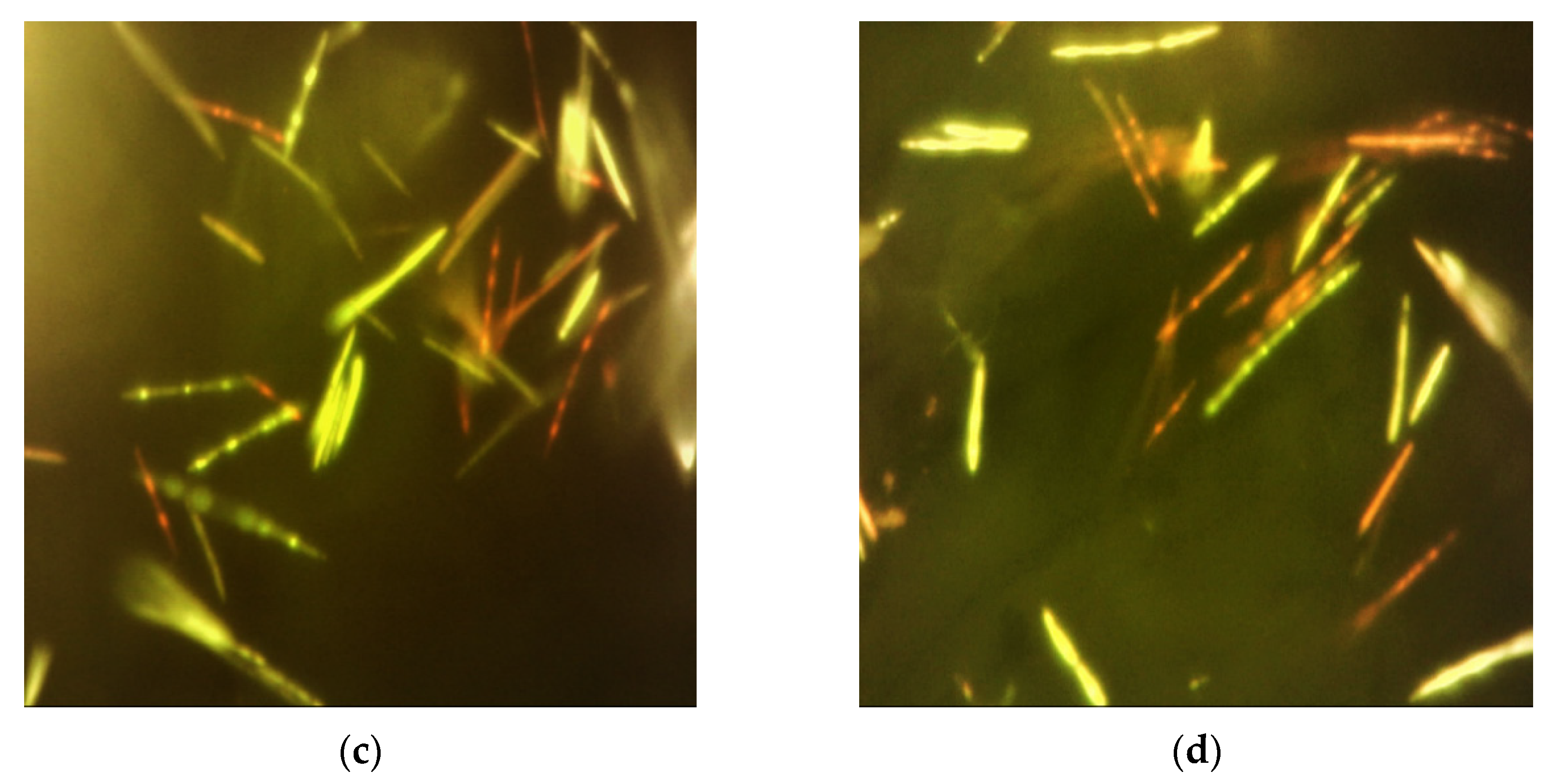 Biophysica 01 00029 g005b Biophysica 01 00029 g005b