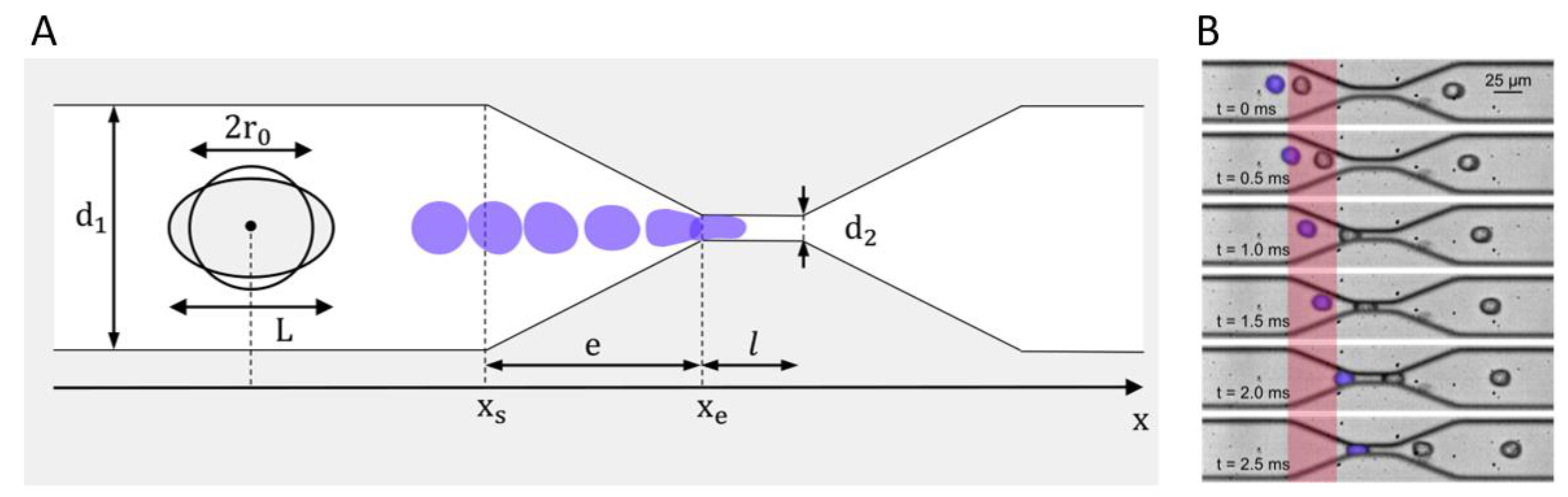 Biophysica 01 00032 g004