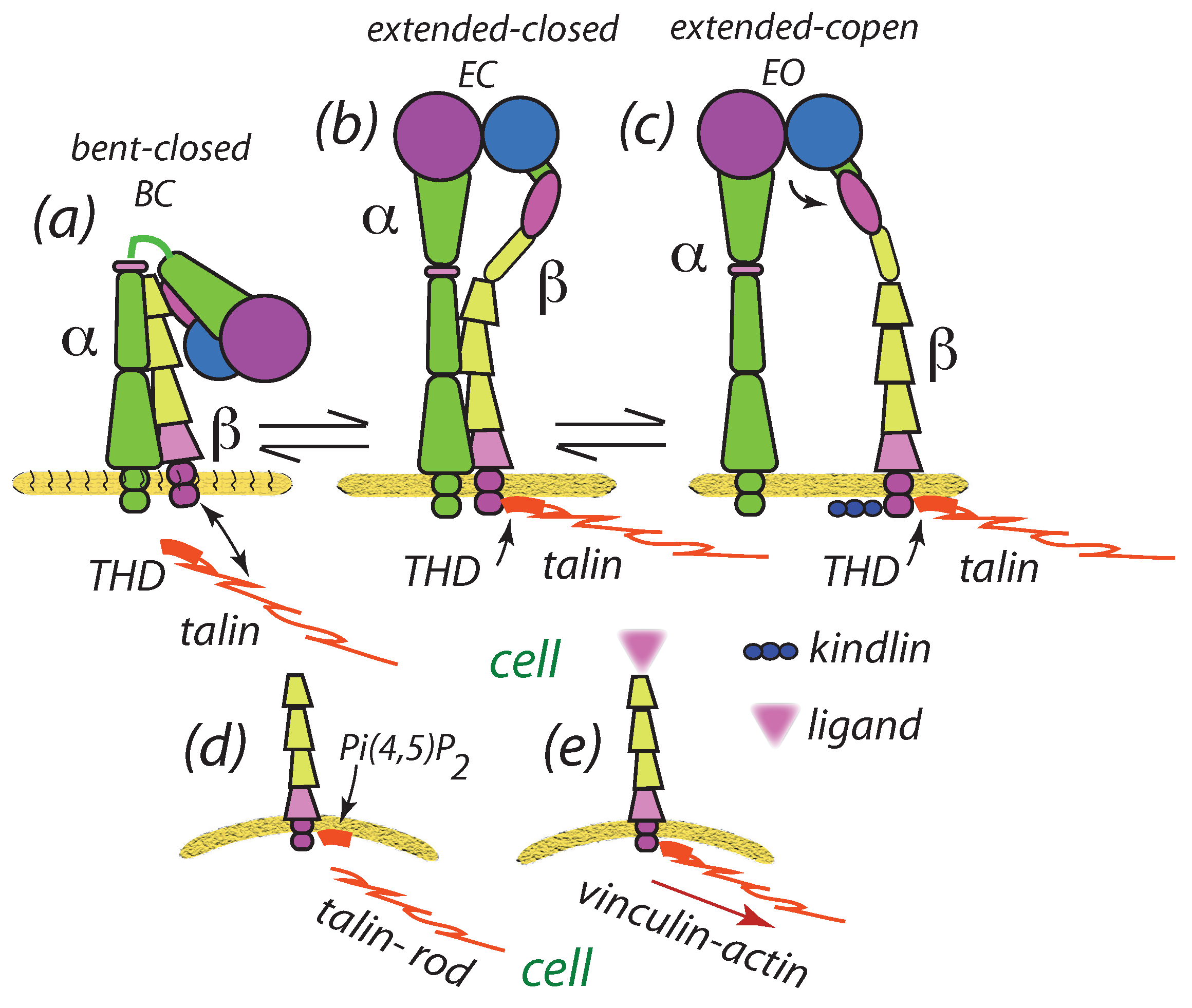 Biophysica 02 00004 g002 Biophysica 02 00004 g002