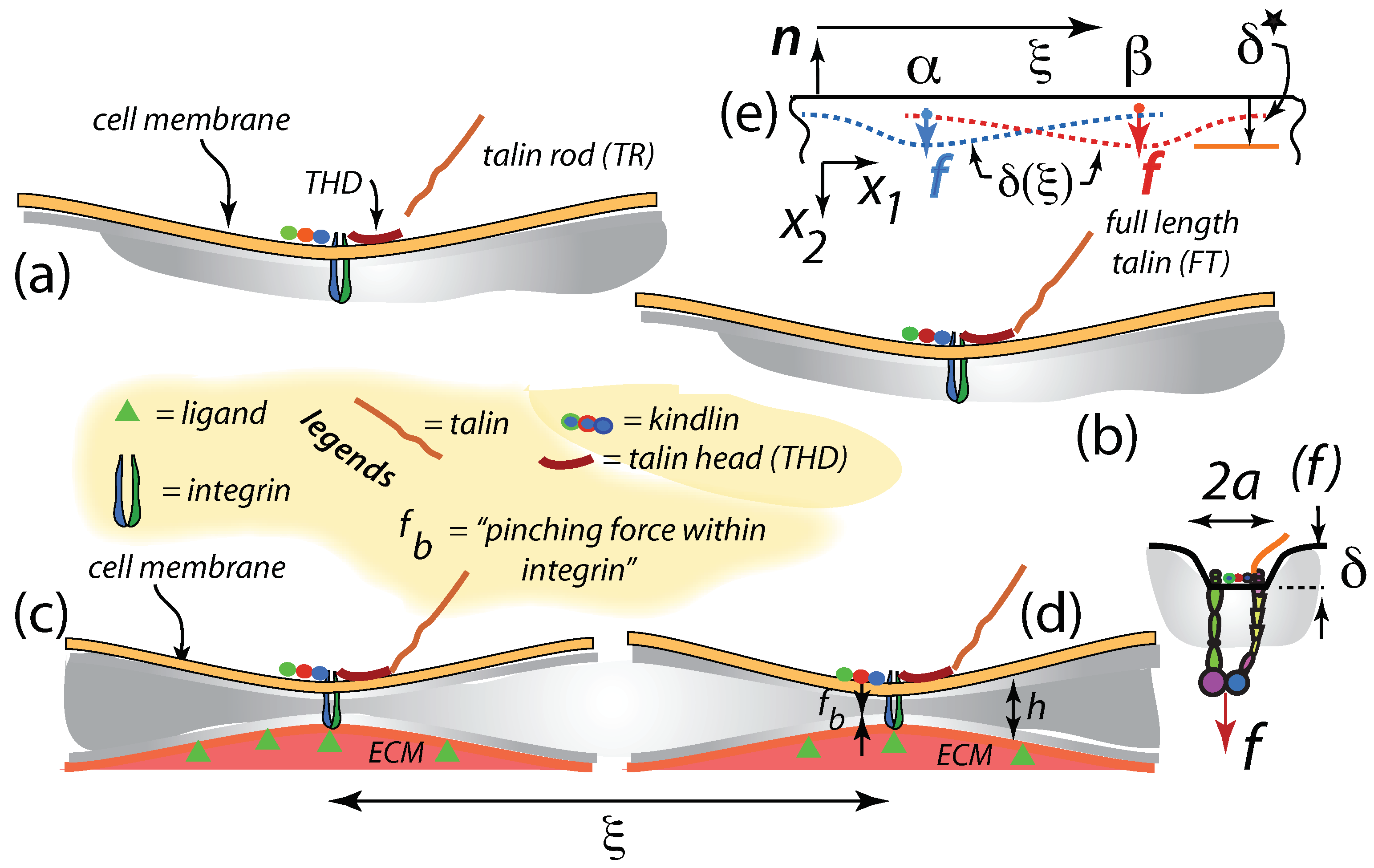 Biophysica 02 00004 g003 Biophysica 02 00004 g003