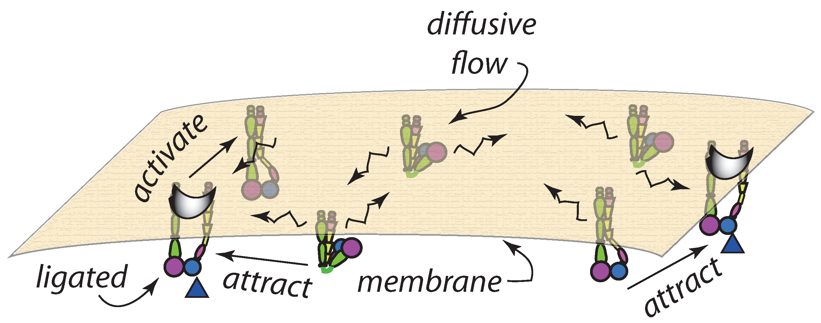 Biophysica 02 00004 g004 Biophysica 02 00004 g004
