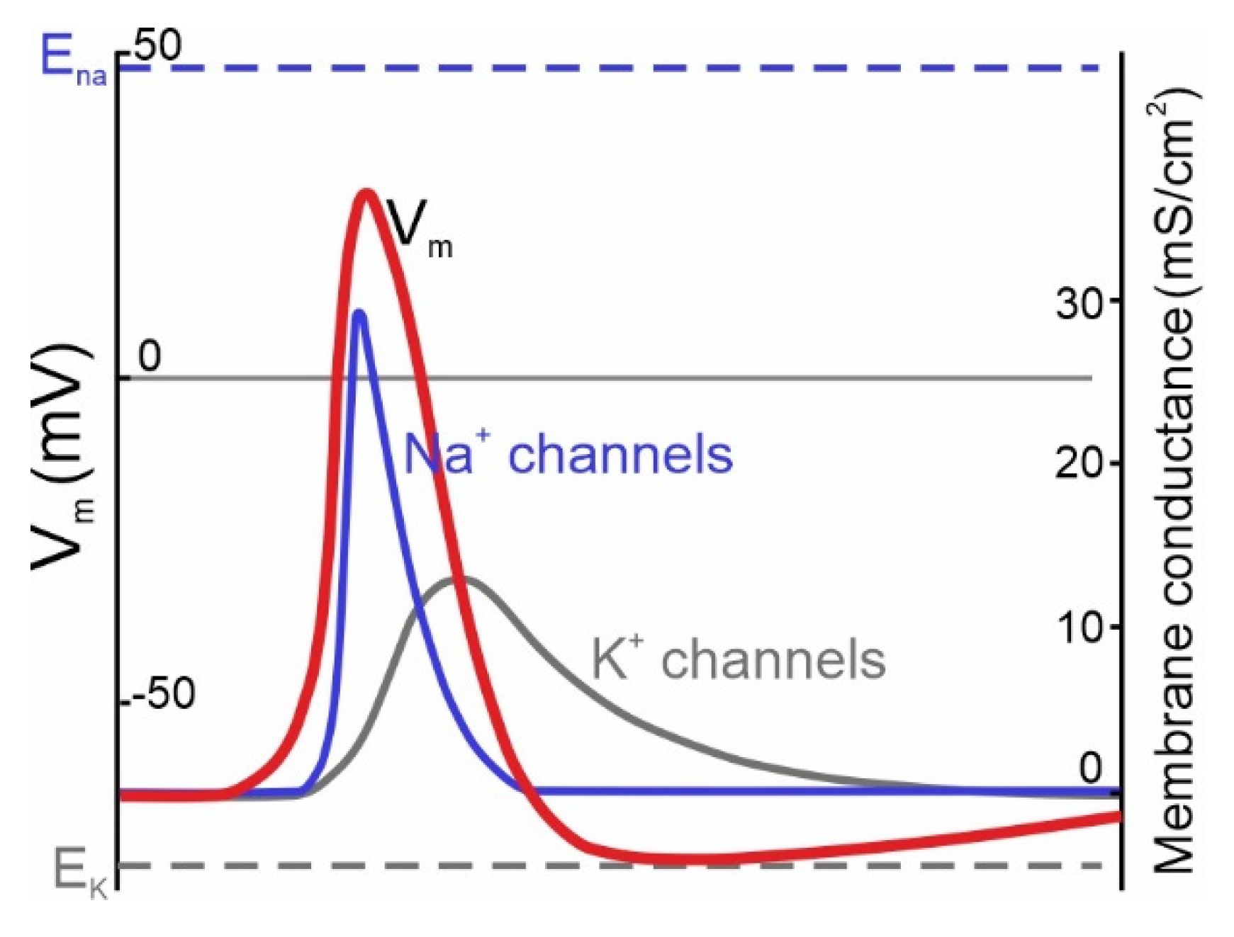 Biophysica 02 00019 g001 550