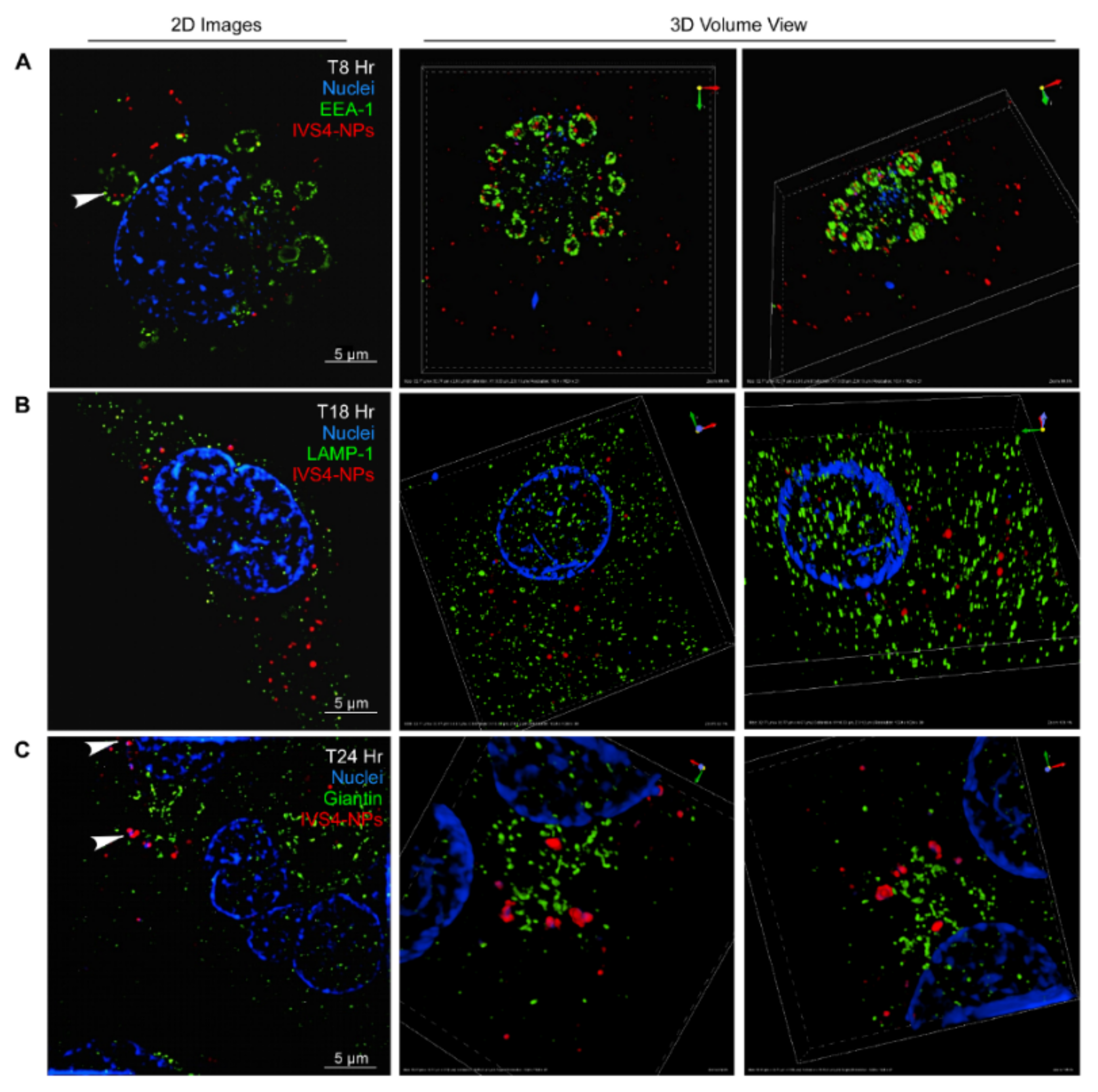 Biophysica 02 00021 g004