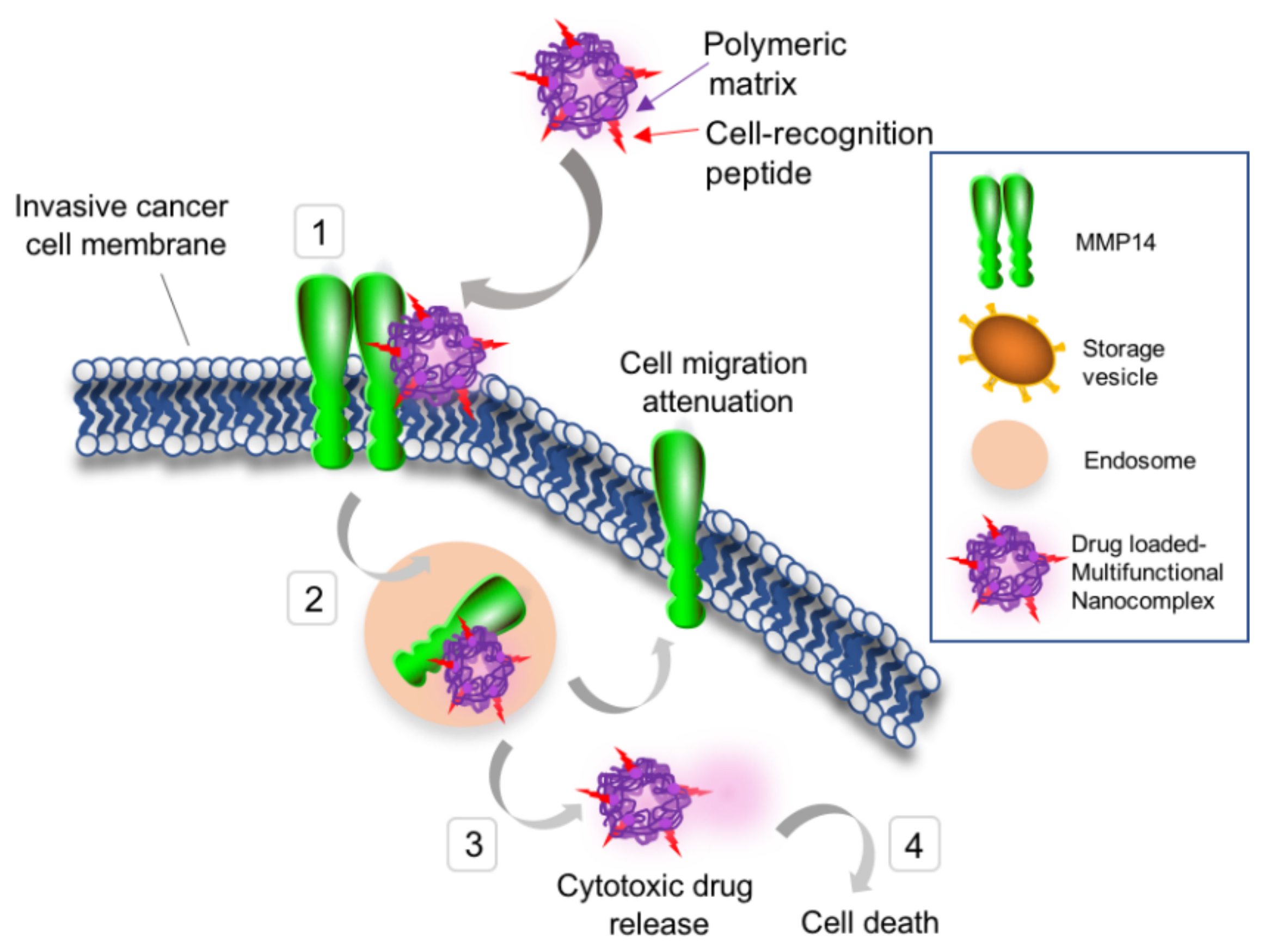 Biophysica 02 00021 g007