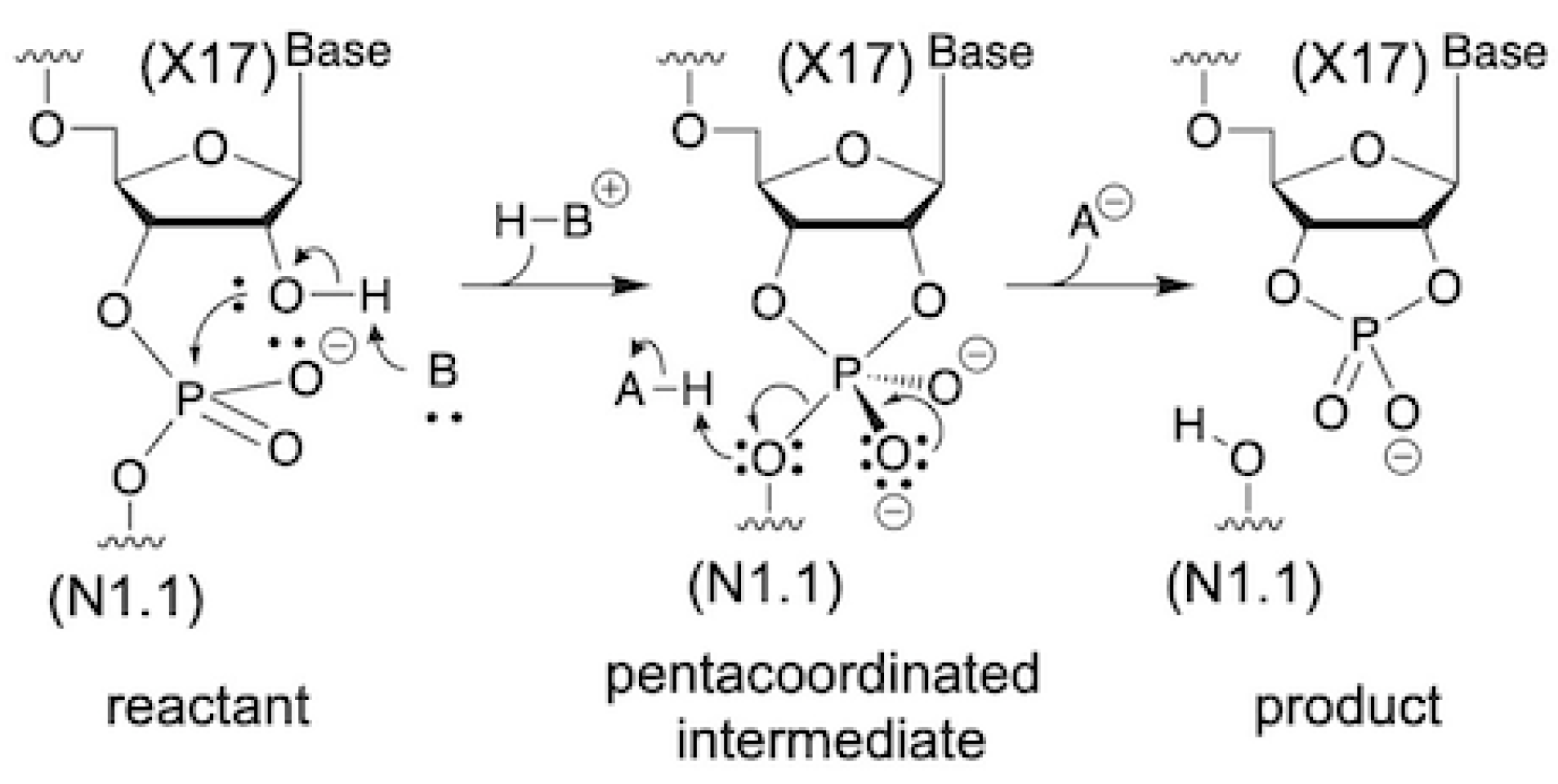 Biophysica 02 00022 sch001 Biophysica 02 00022 sch001
