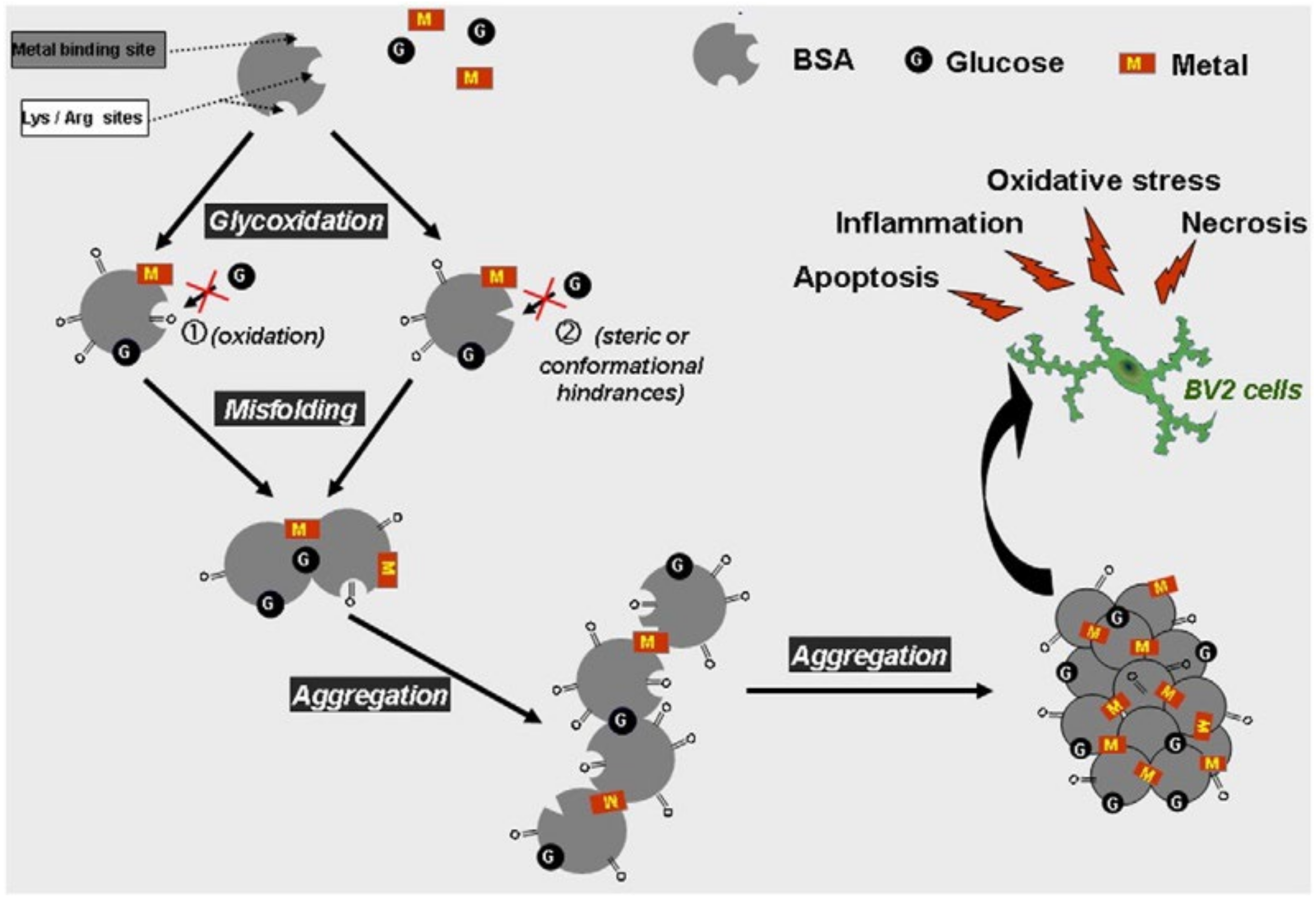 Biophysica 02 00040 g005 Biophysica 02 00040 g005