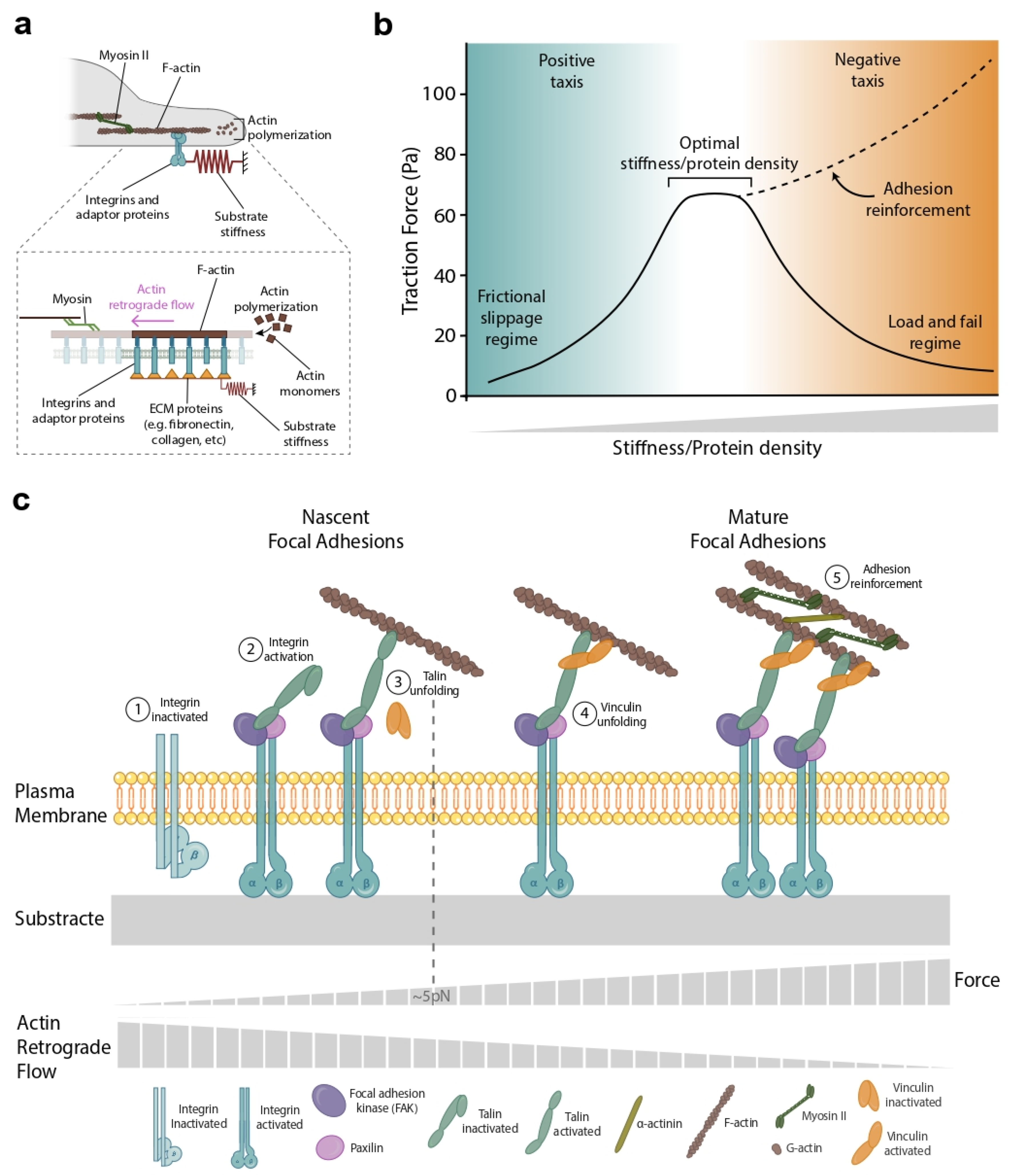 Biophysica 02 00046 g002 Biophysica 02 00046 g002