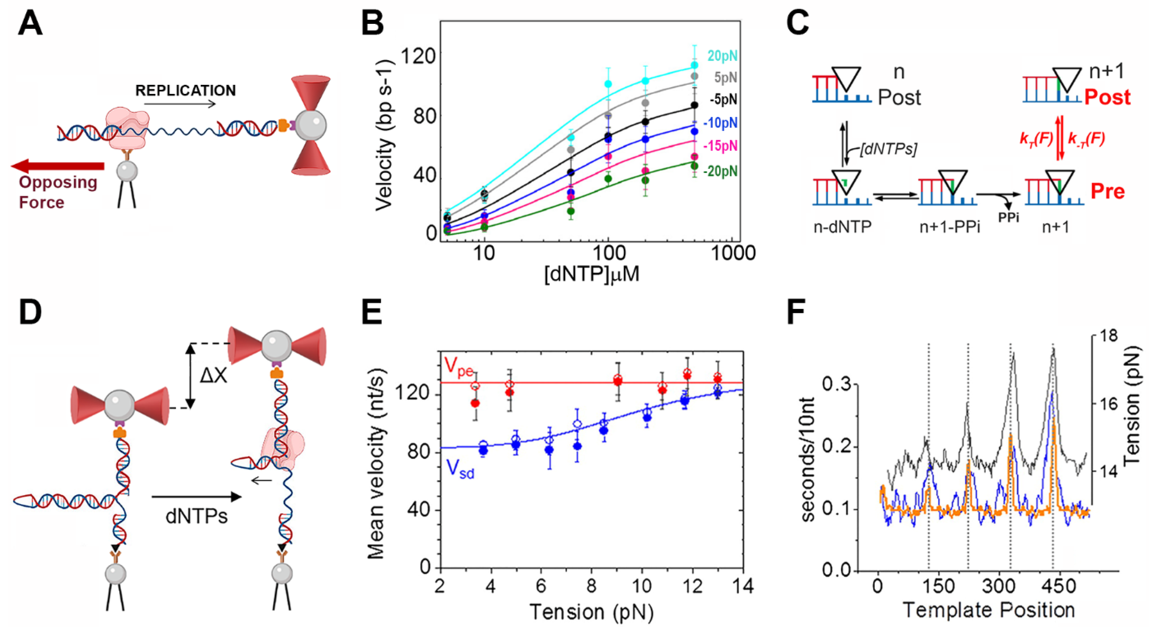 Biophysica 02 00047 g003 Biophysica 02 00047 g003