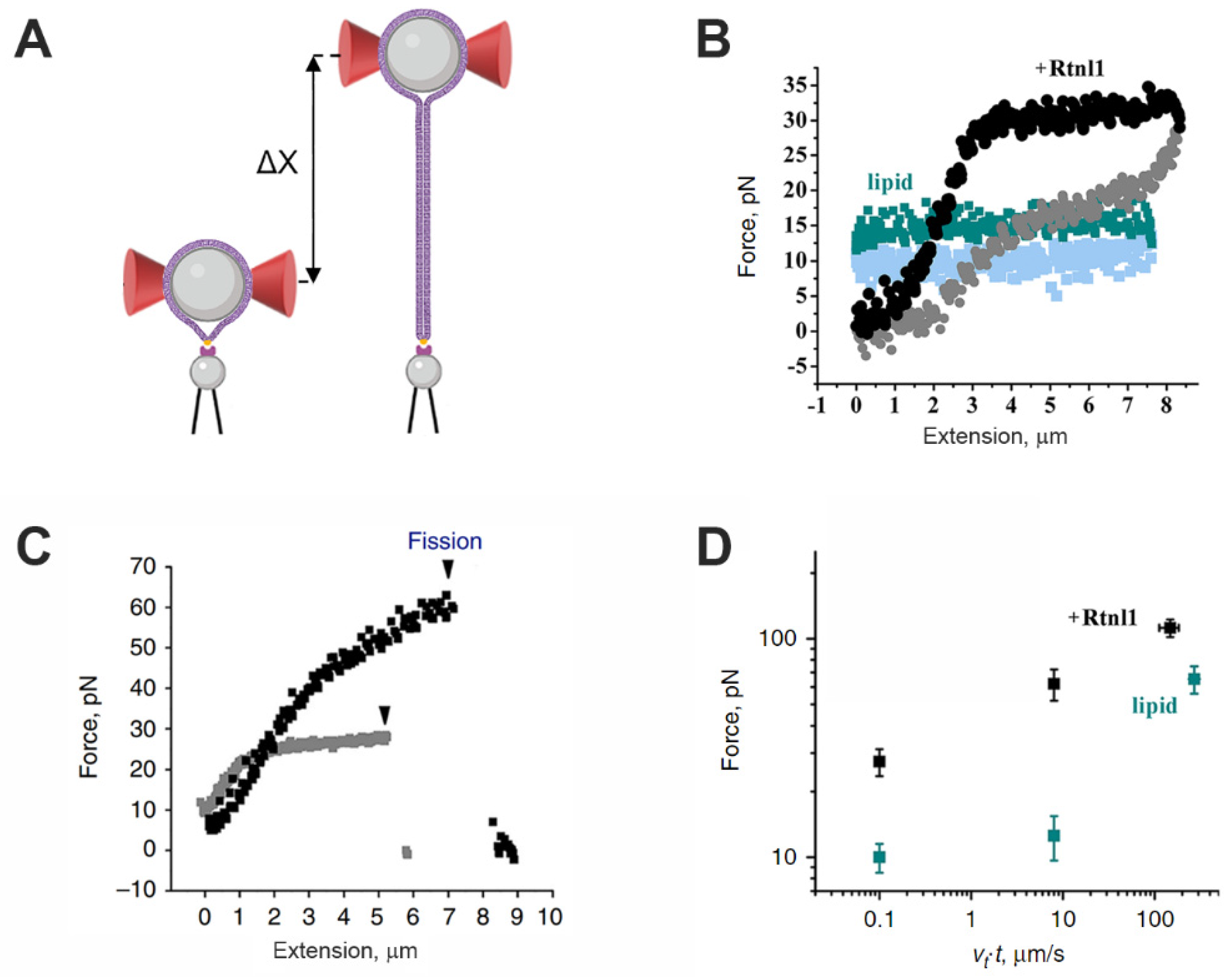 Biophysica 02 00047 g005 Biophysica 02 00047 g005