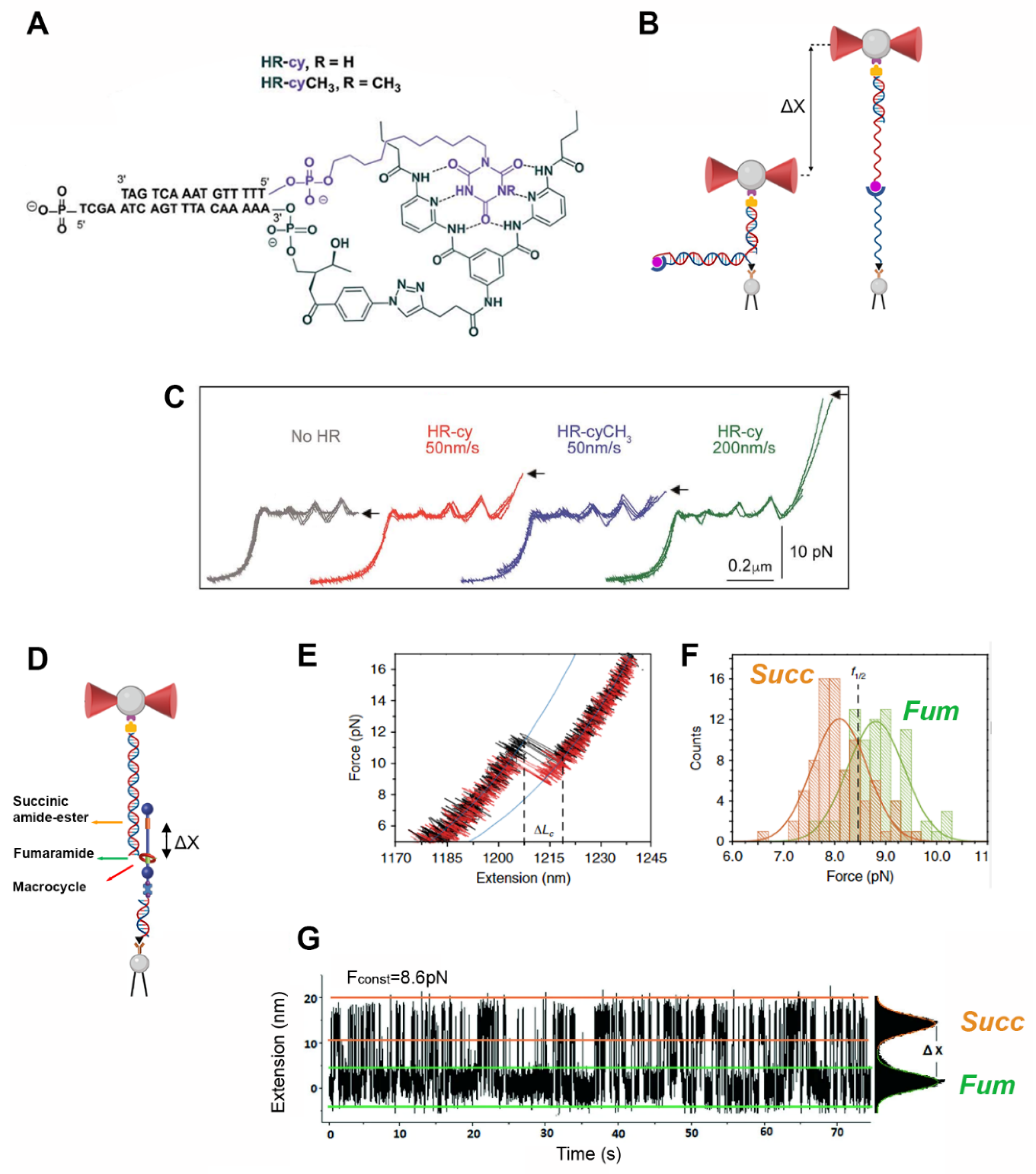 Biophysica 02 00047 g006 Biophysica 02 00047 g006
