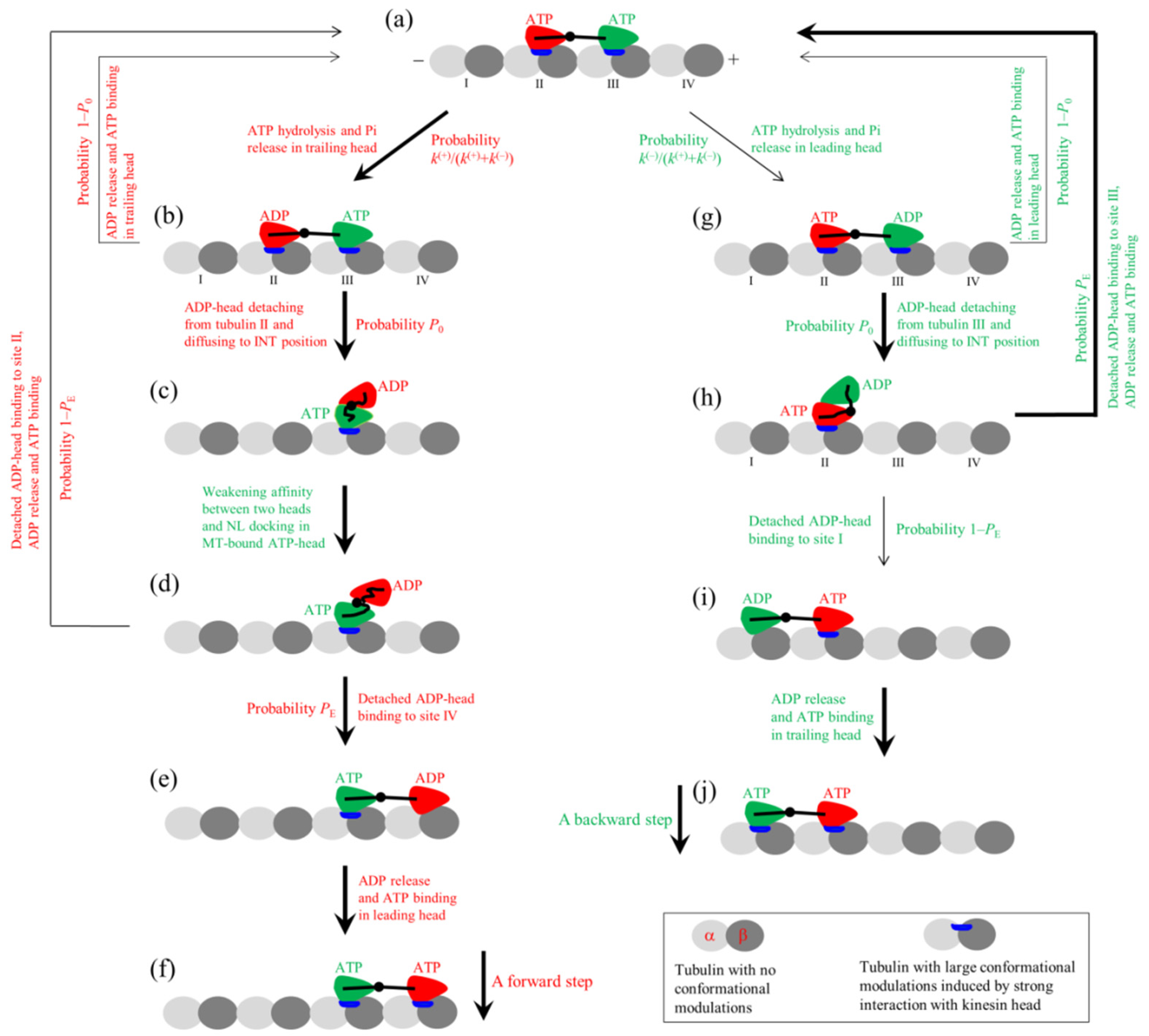 Biophysica 03 00004 g001