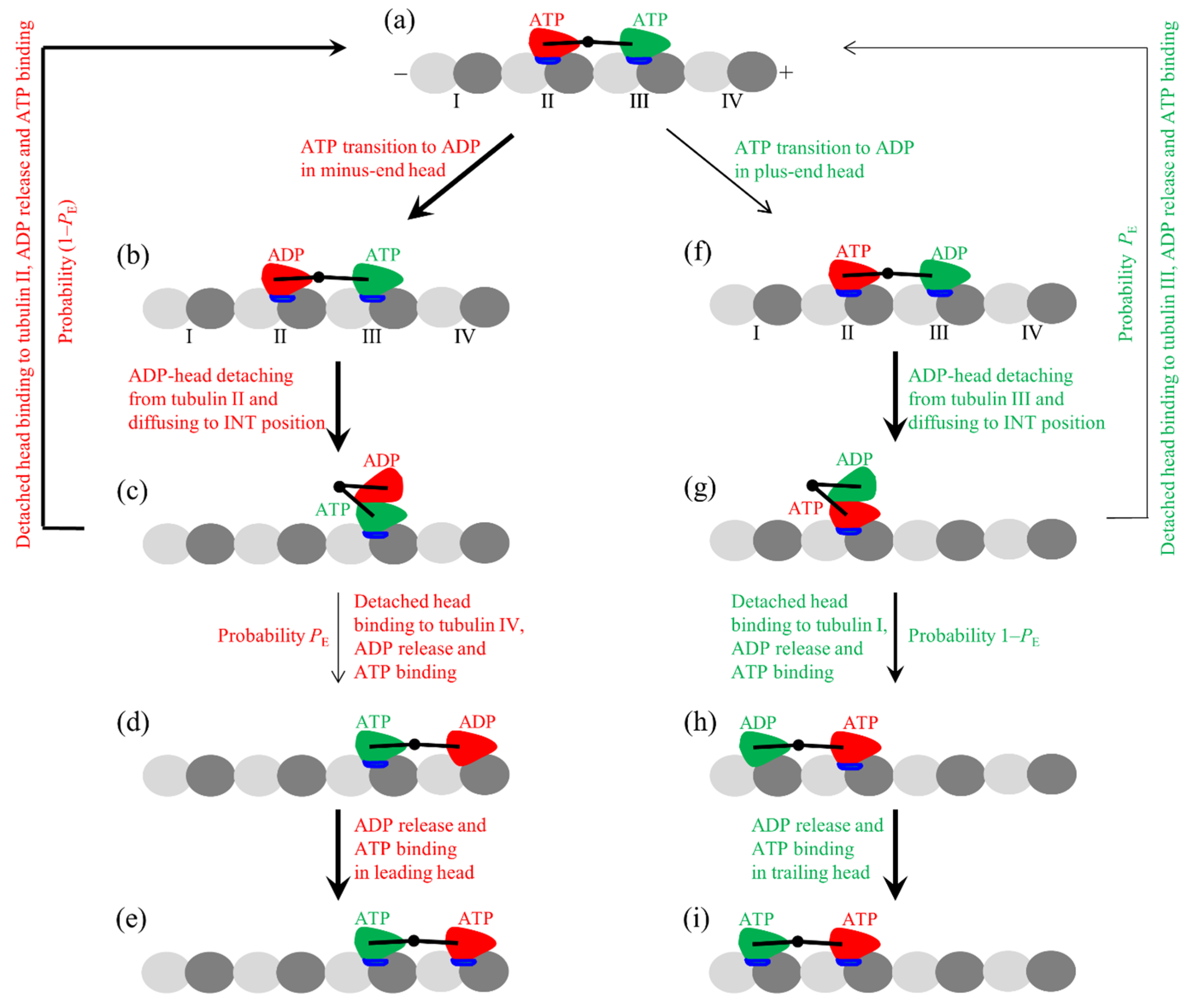 Biophysica 03 00004 g006