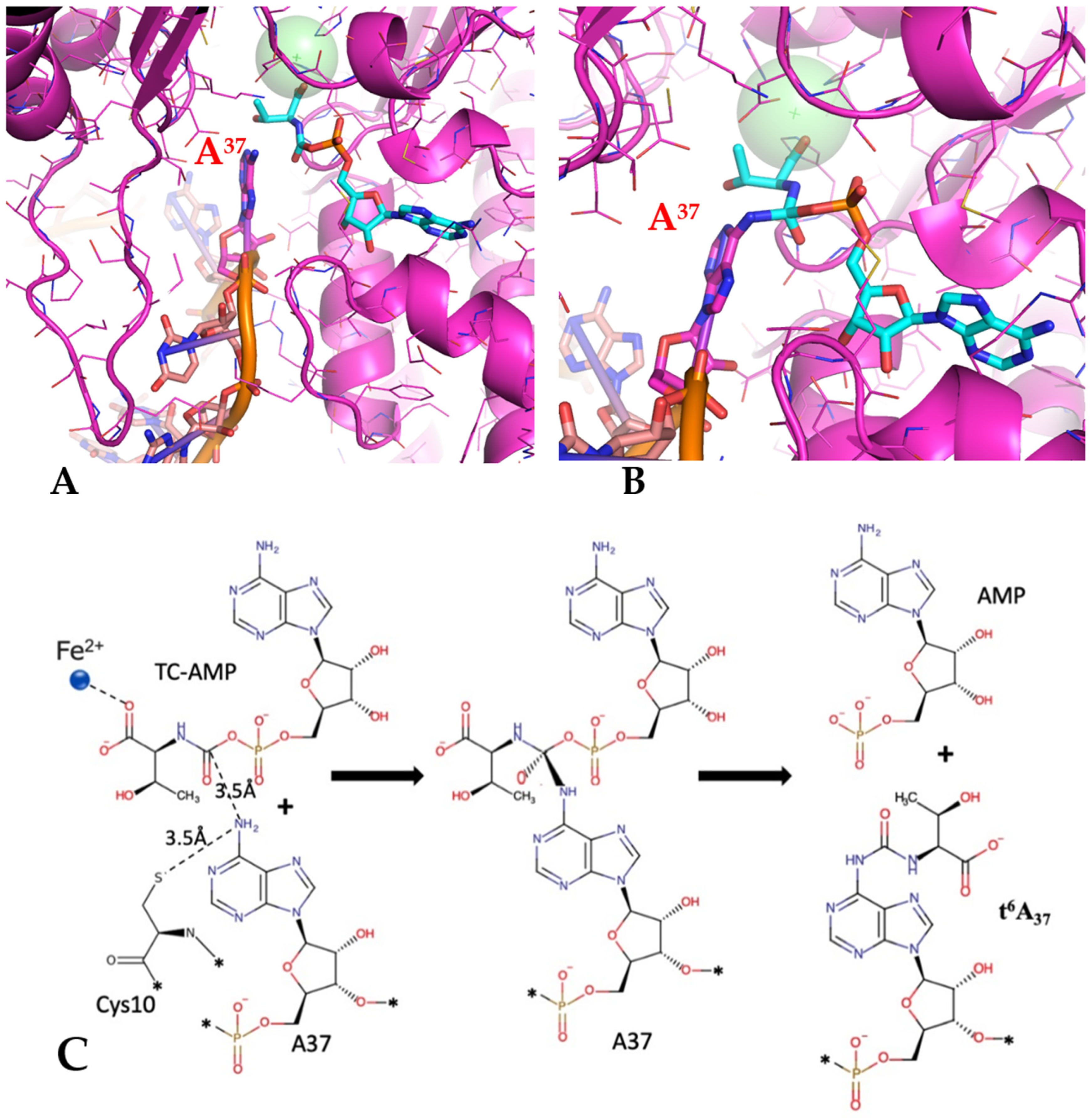 Biophysica 03 00019 g005